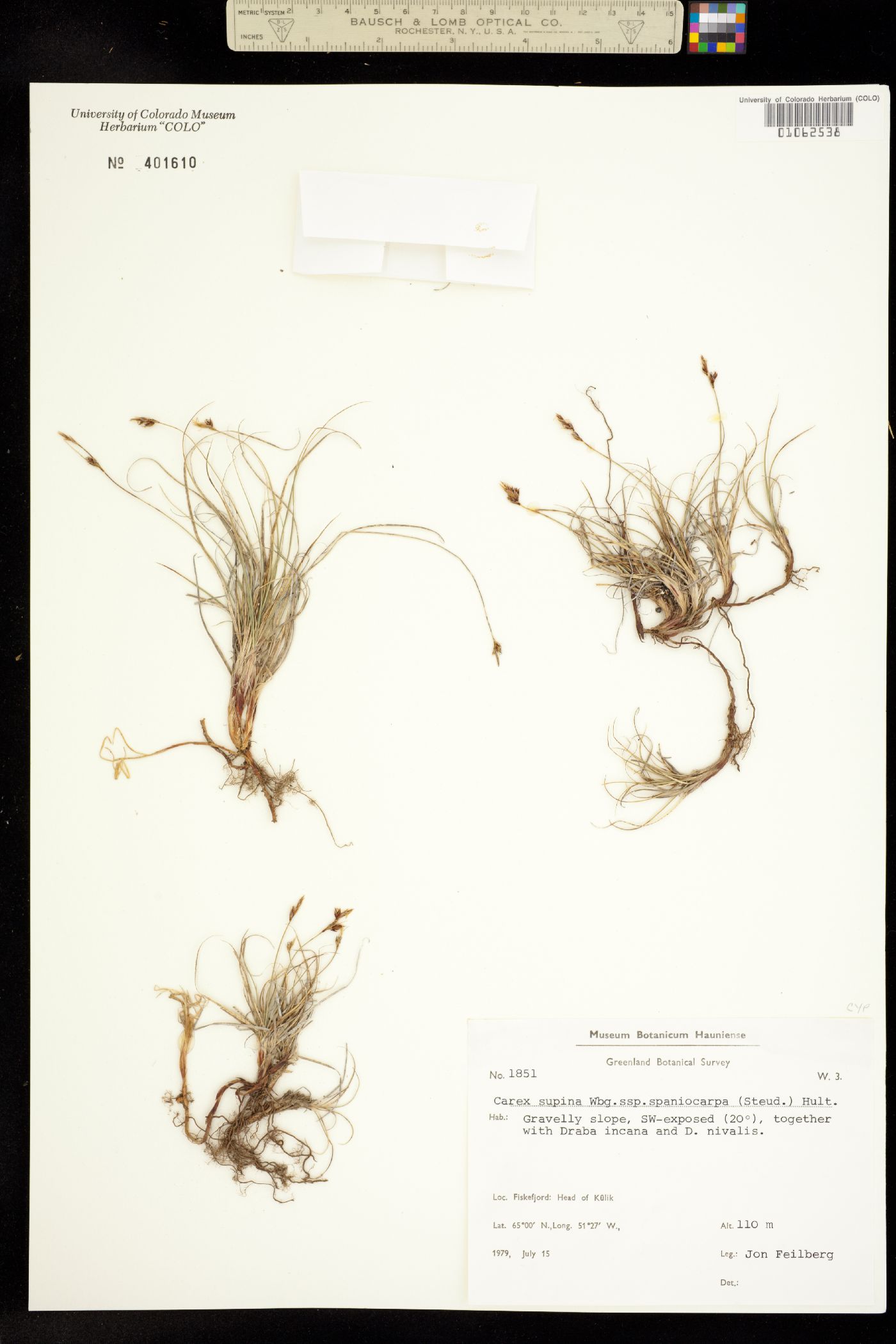 Carex supina image