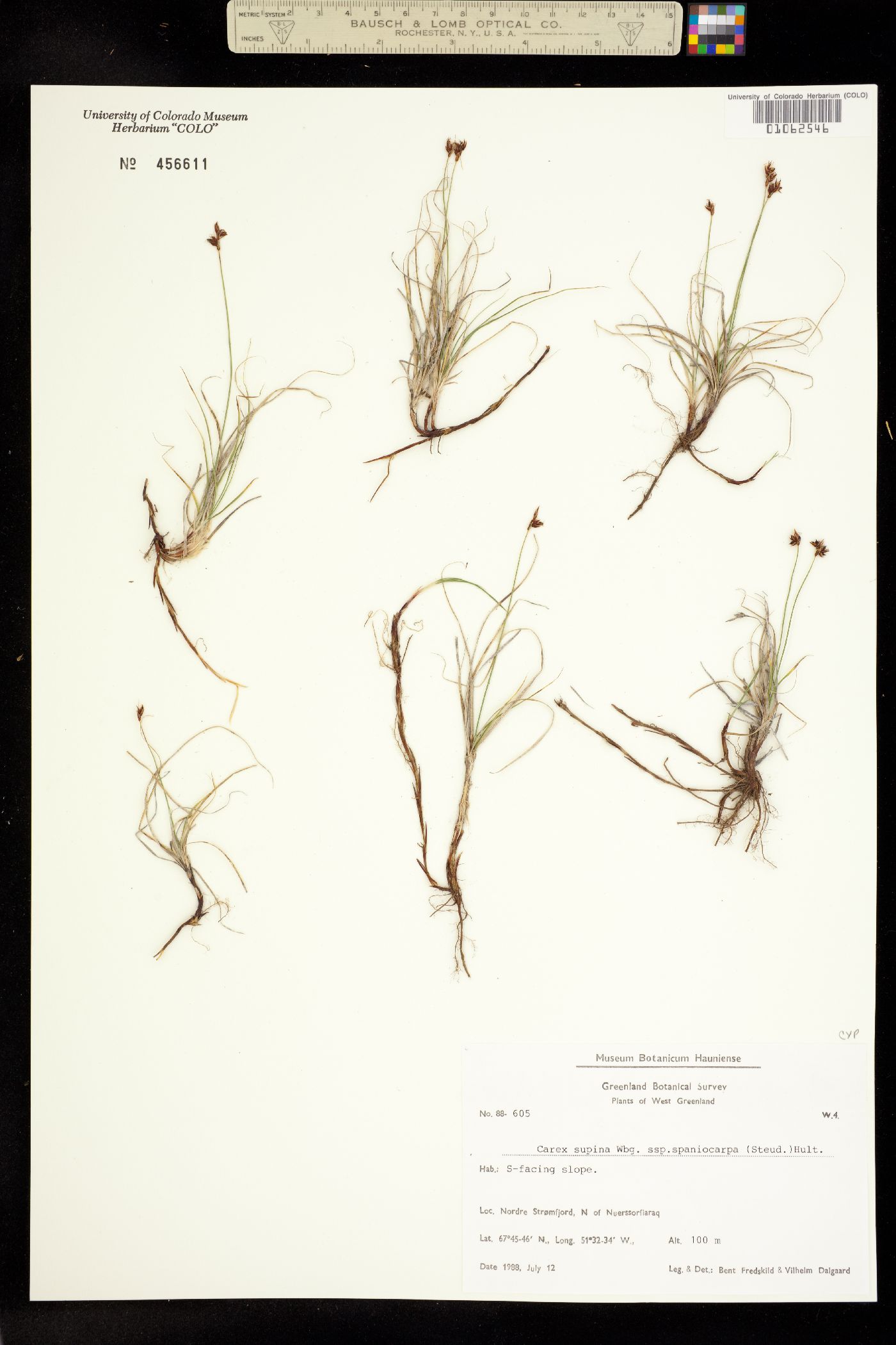 Carex supina image