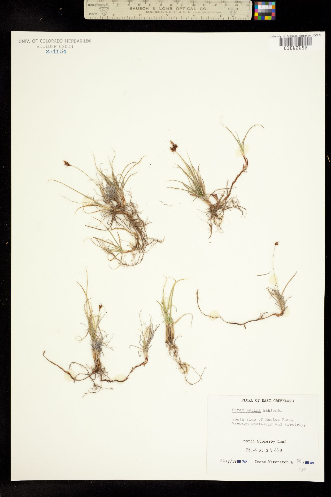 Carex supina image