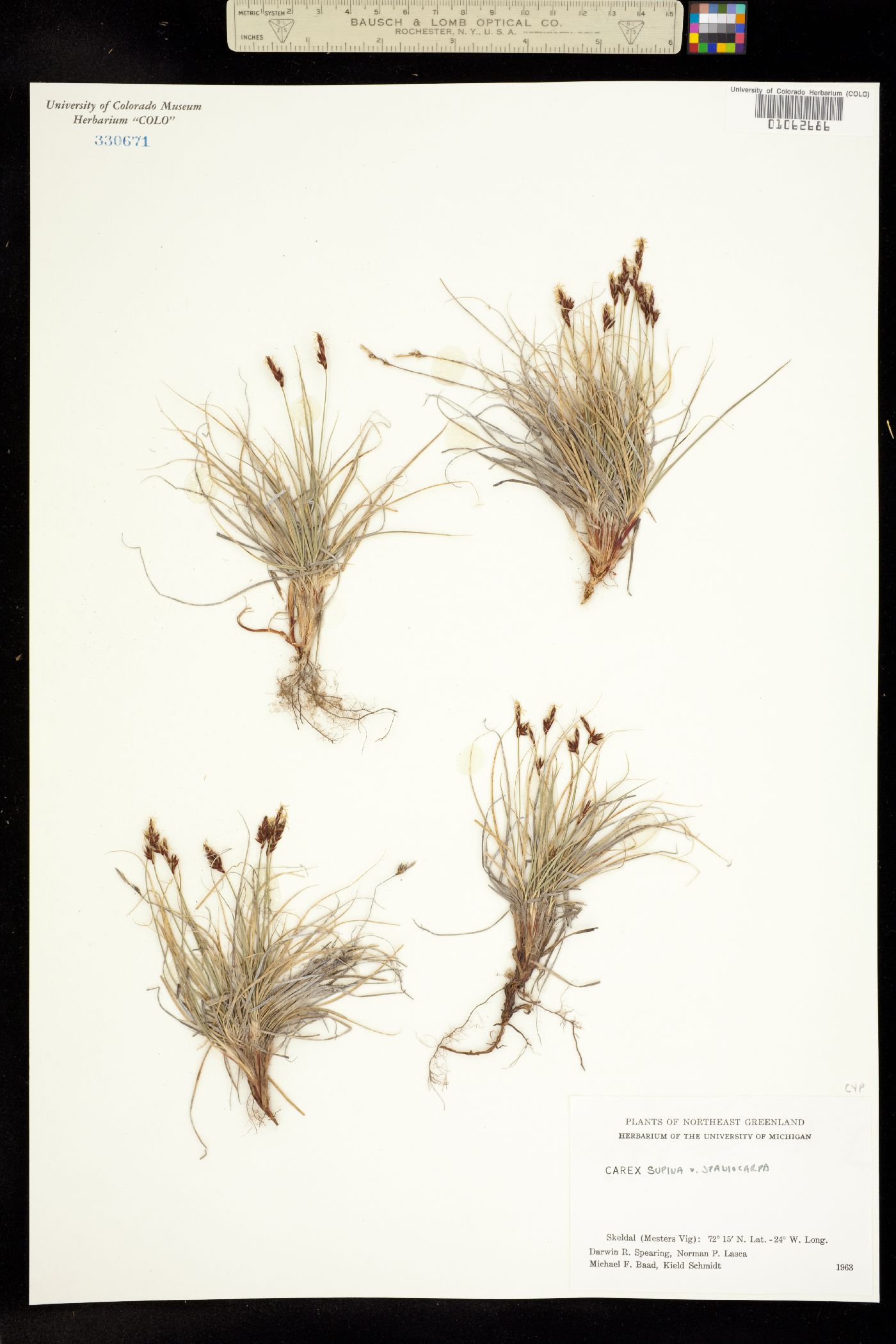 Carex supina image
