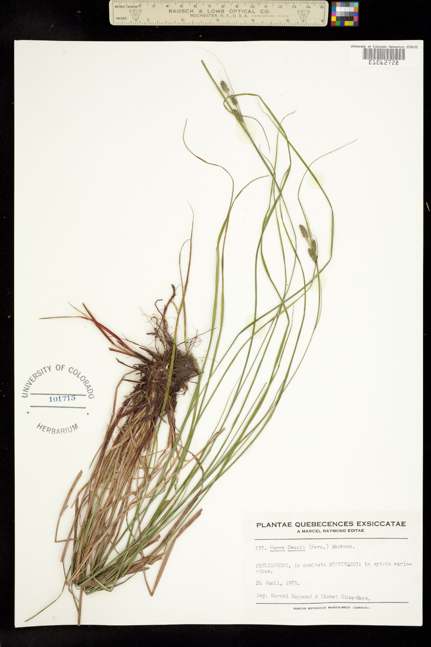 Carex swanii image