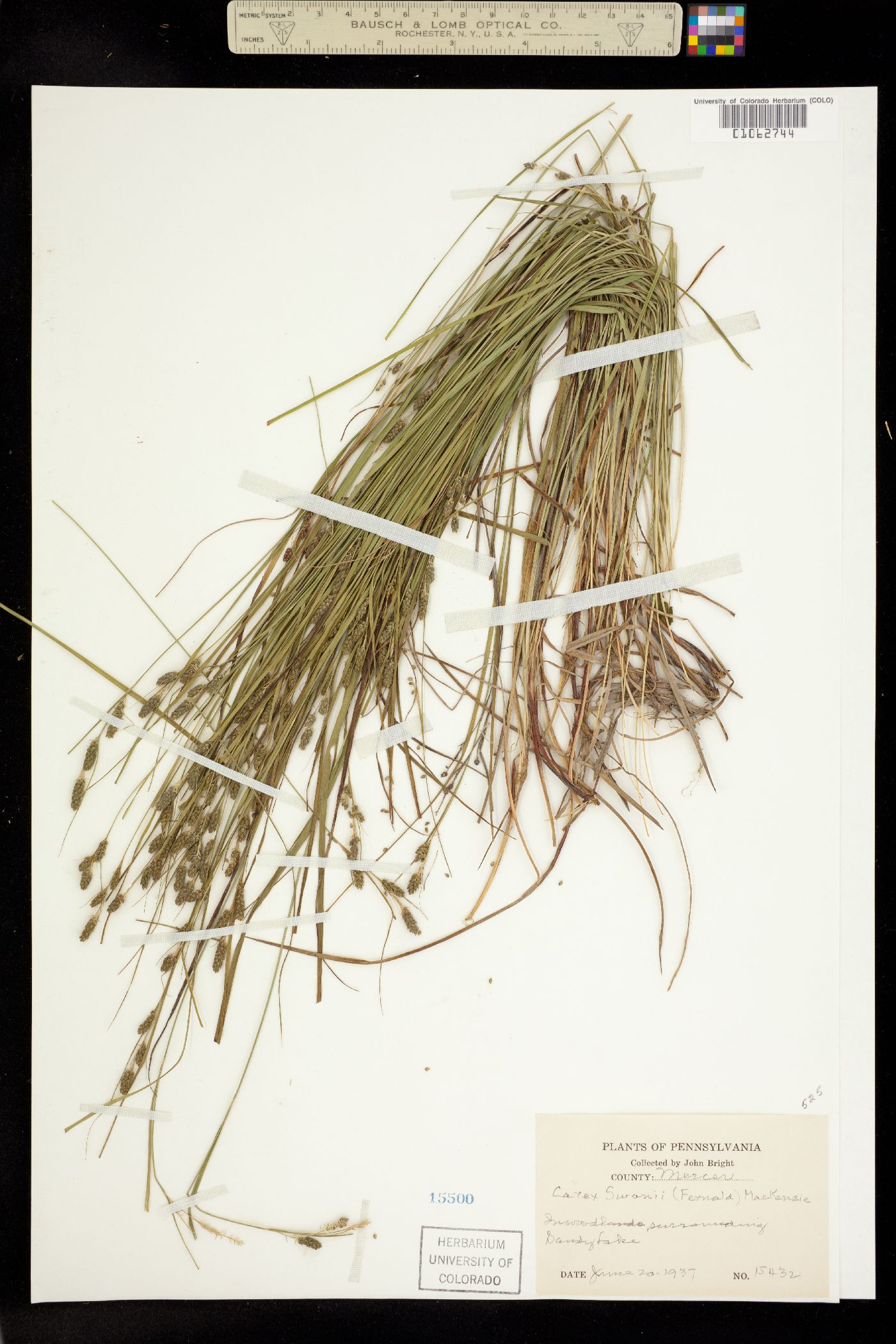 Carex swanii image