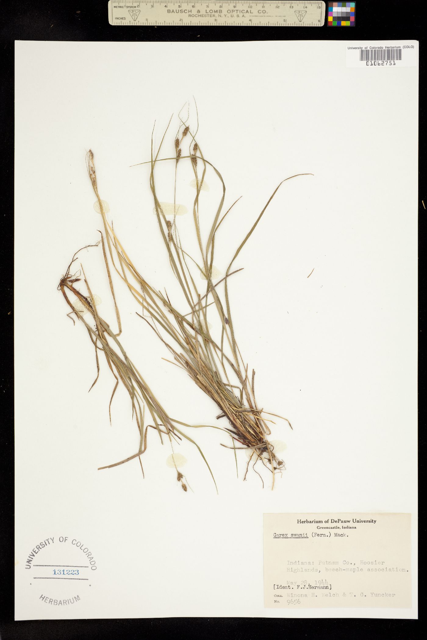 Carex swanii image