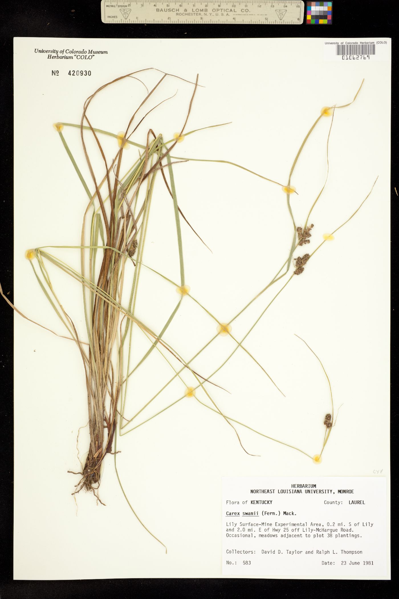 Carex swanii image