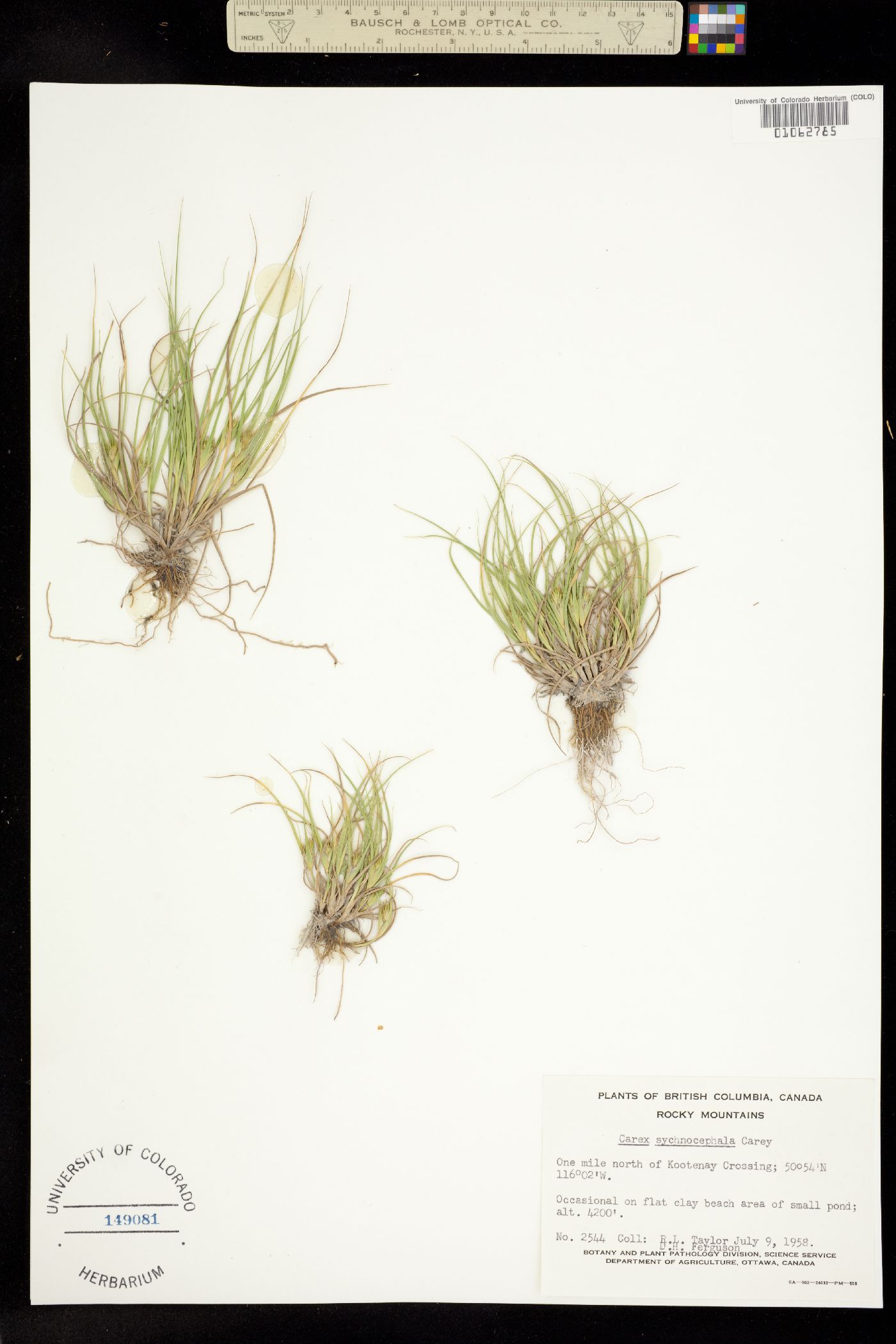 Carex sychnocephala image