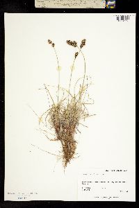 Carex sabulosa image