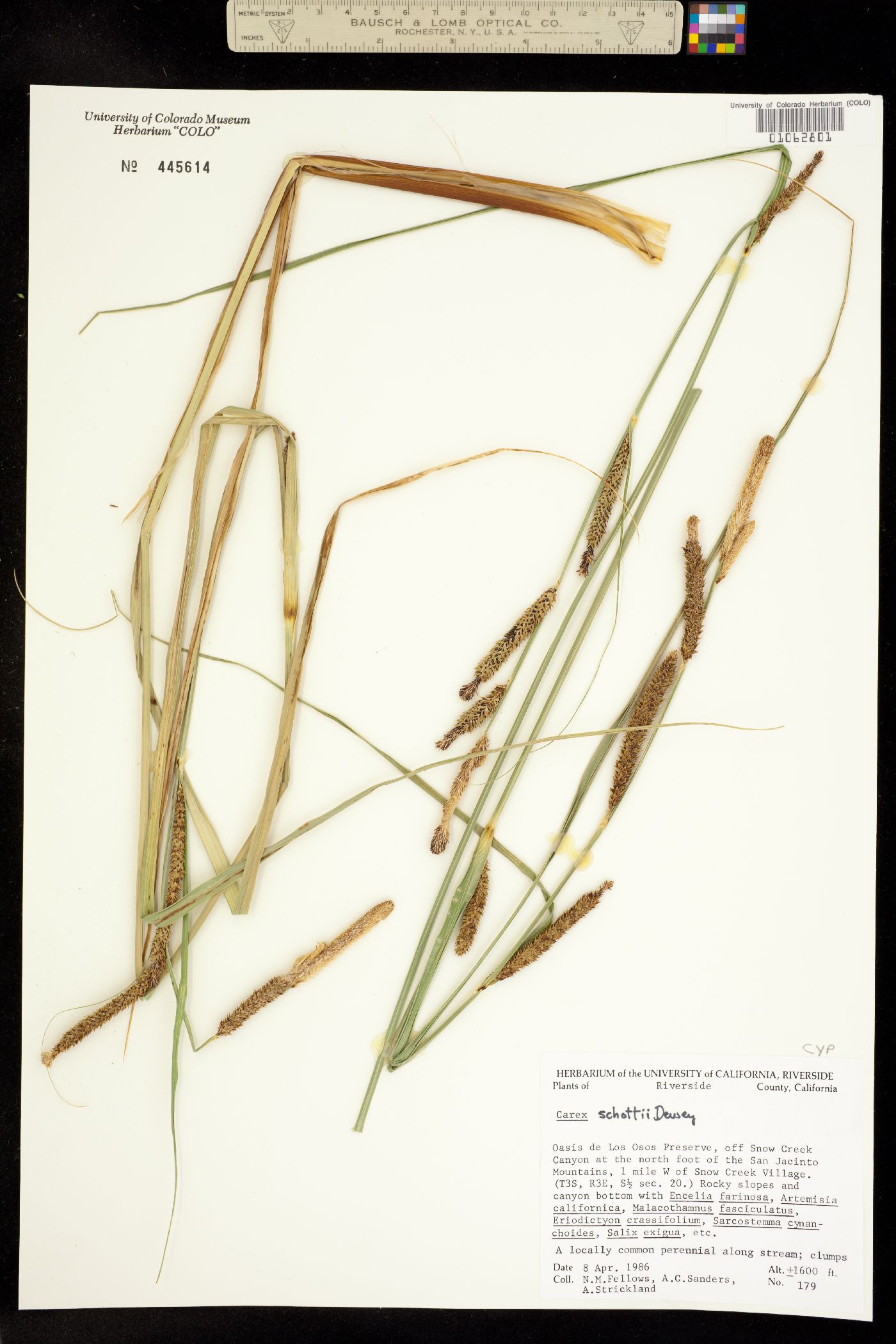 Carex schottii image