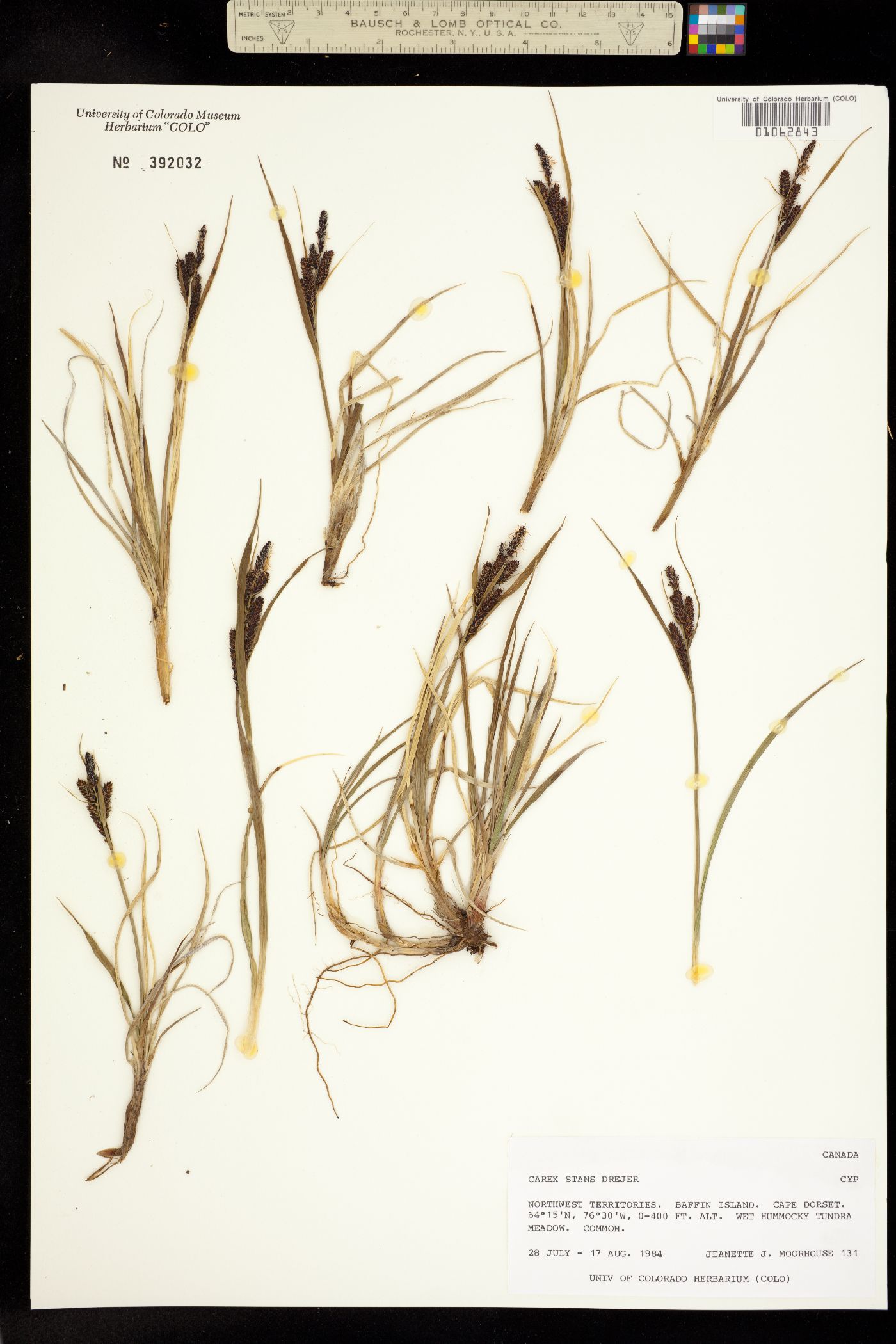 Carex aquatilis var. minor image