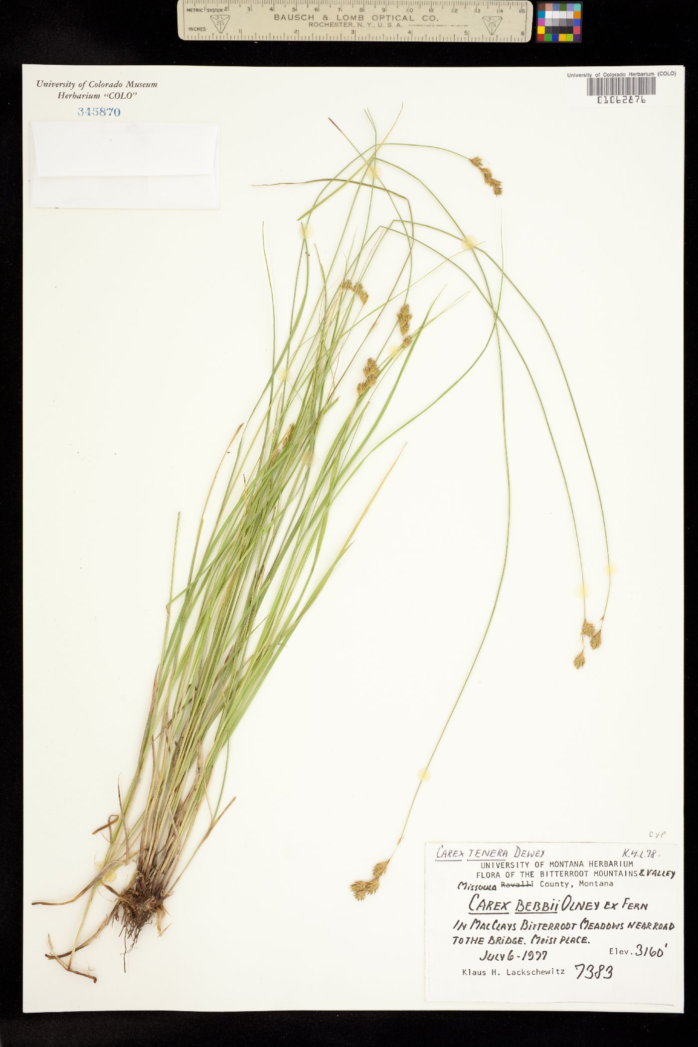 Carex tenera image