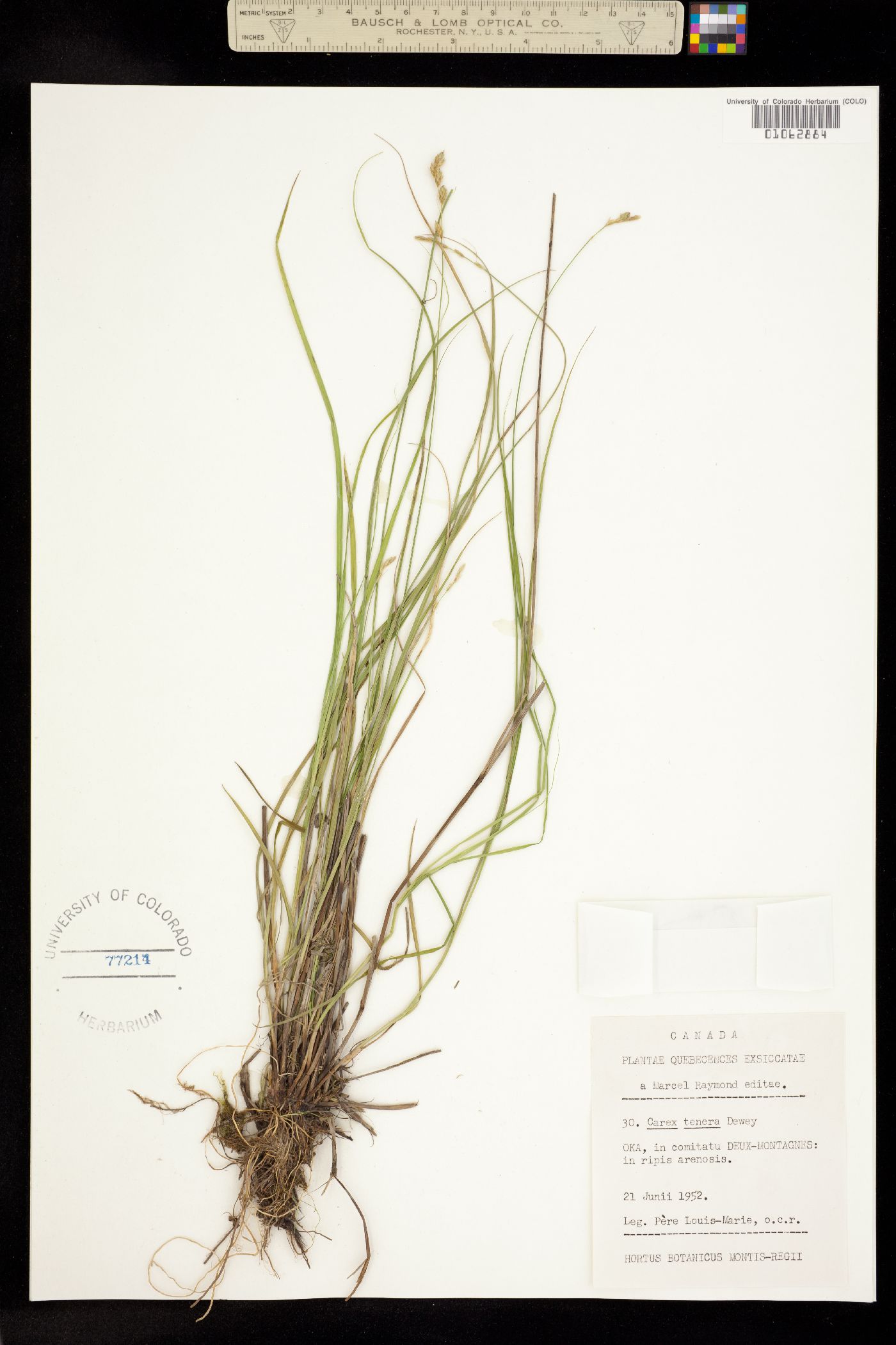 Carex tenera image
