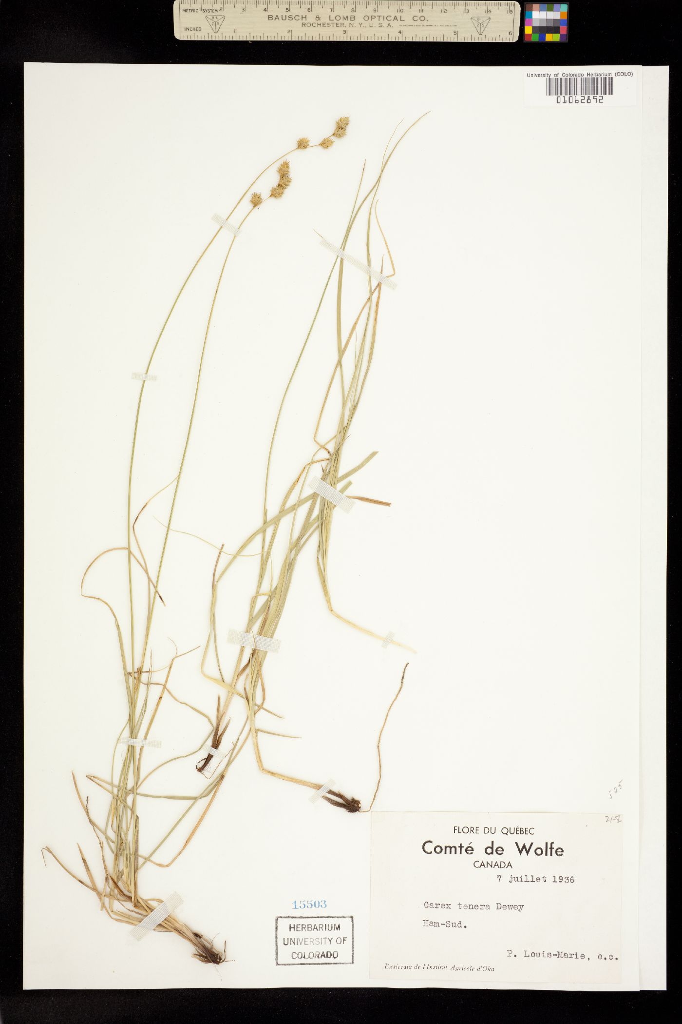 Carex tenera image