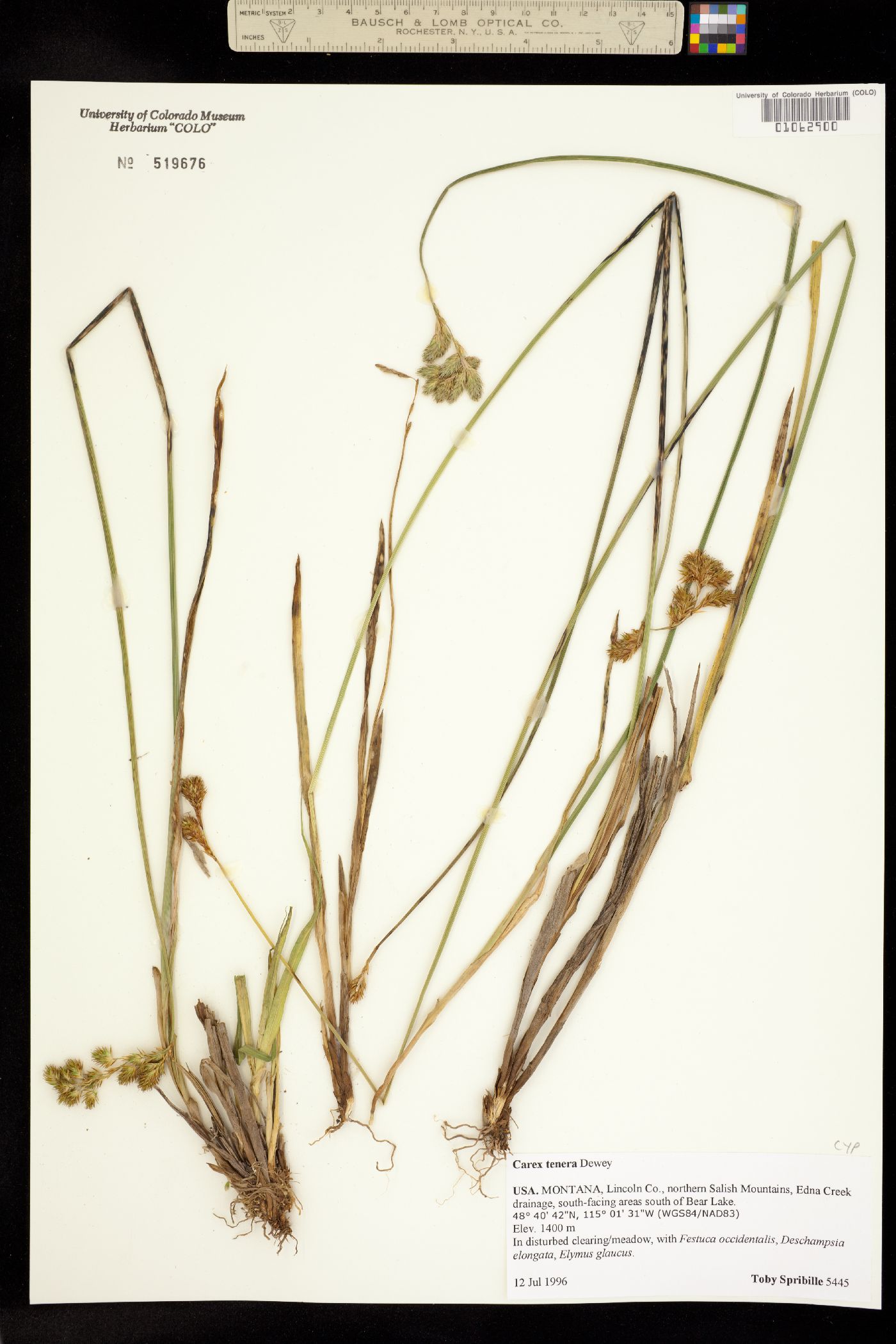 Carex tenera image