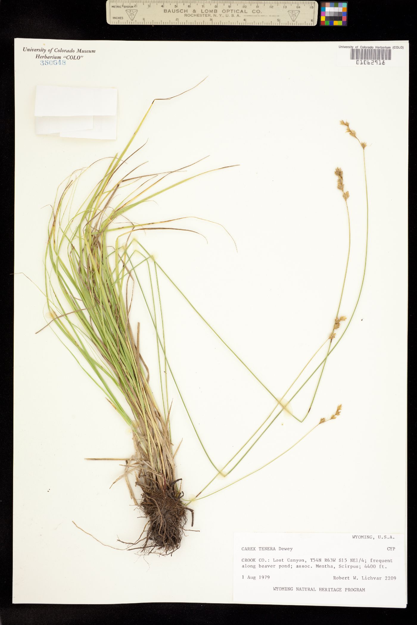 Carex tenera image