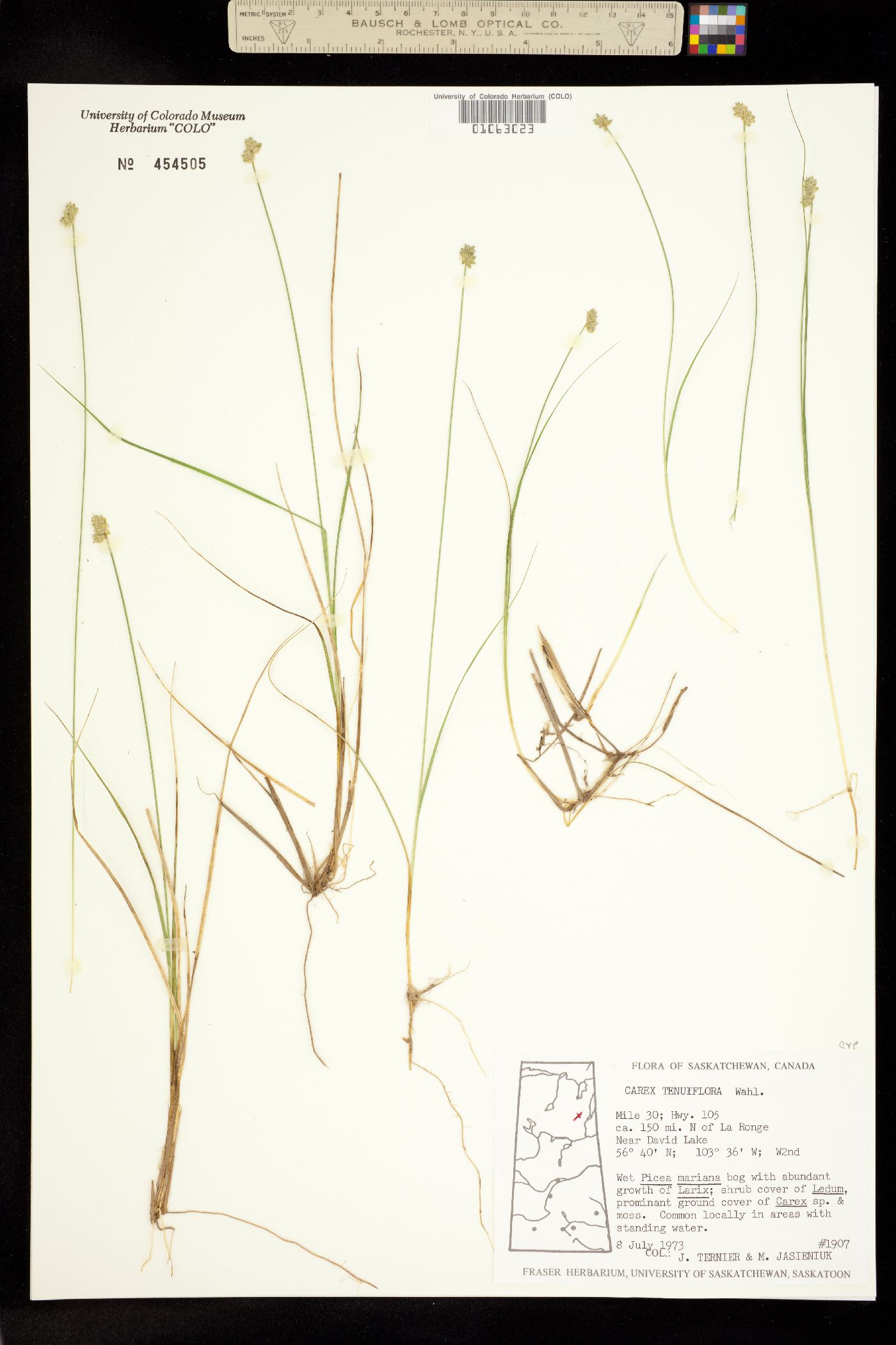 Carex tenuiflora image