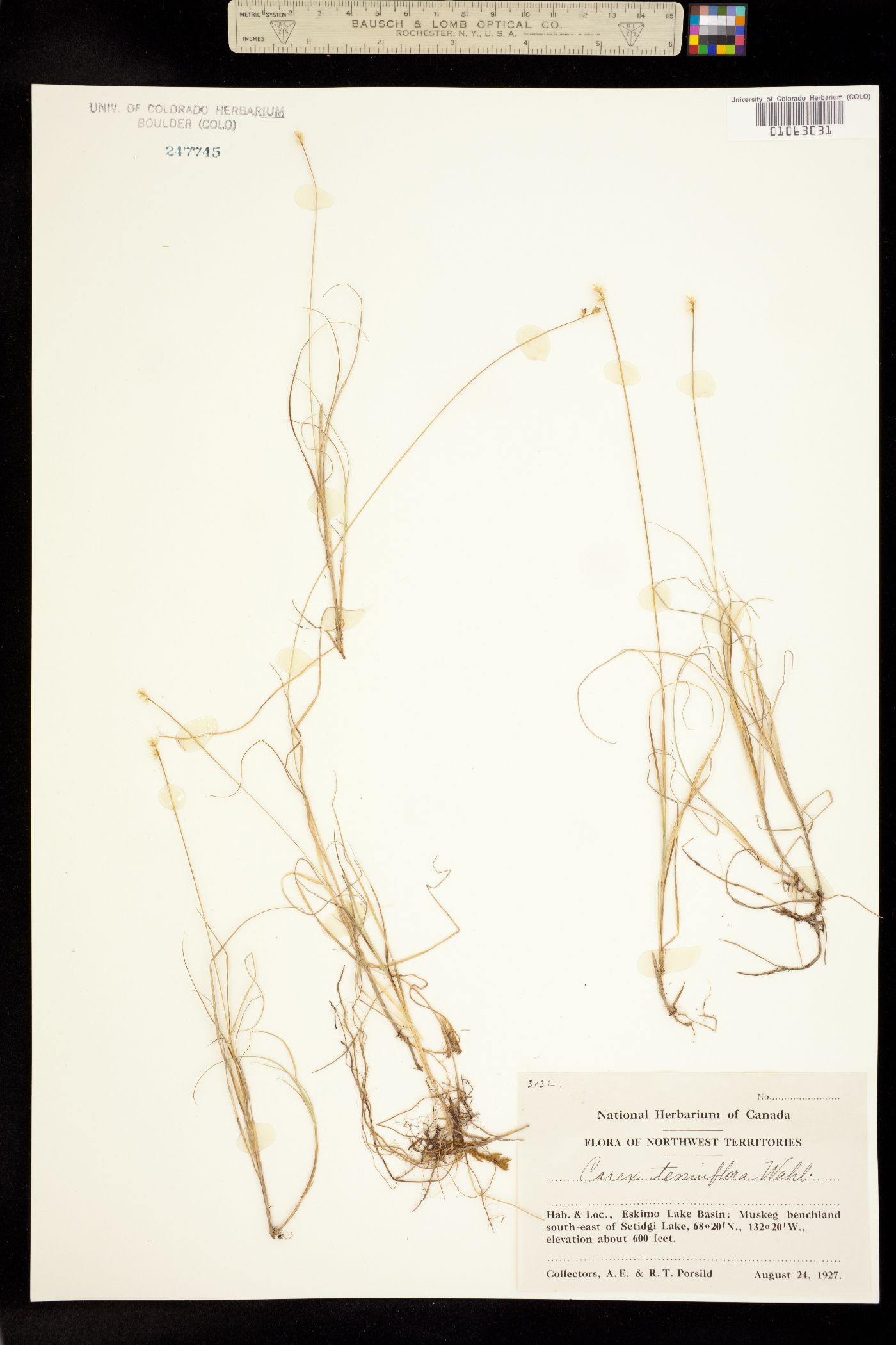 Carex tenuiflora image