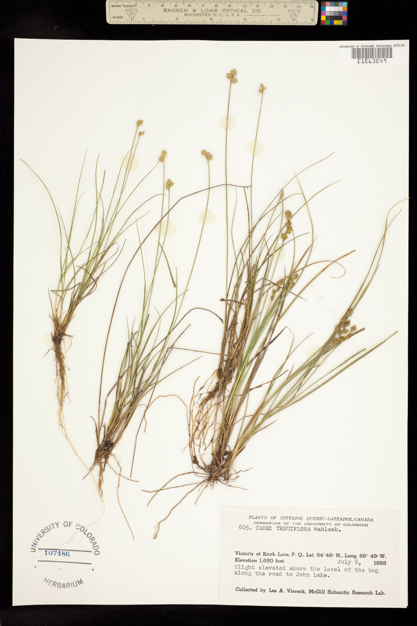 Carex tenuiflora image