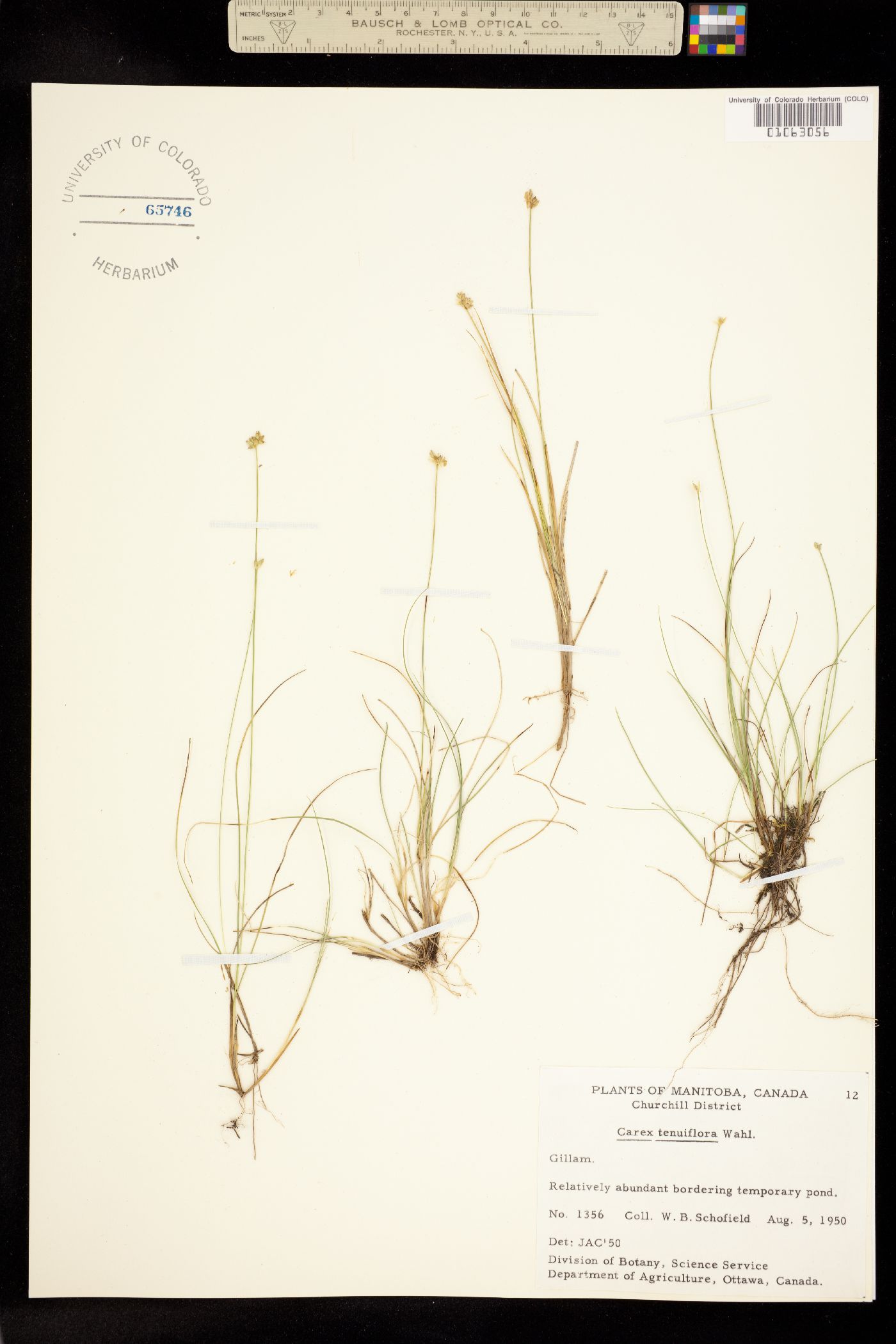 Carex tenuiflora image