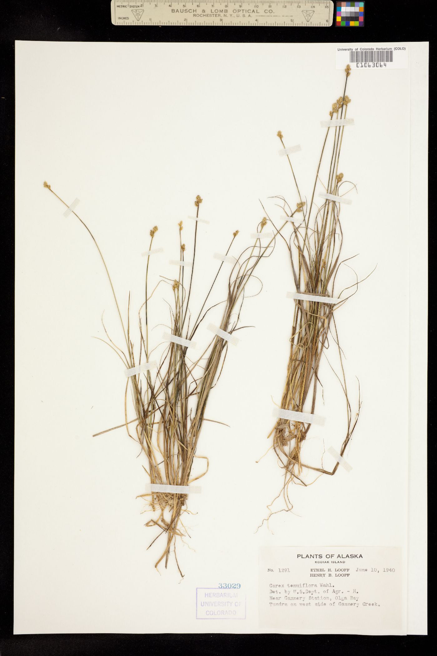 Carex tenuiflora image