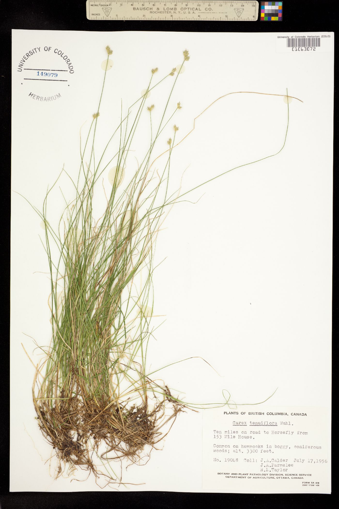 Carex tenuiflora image