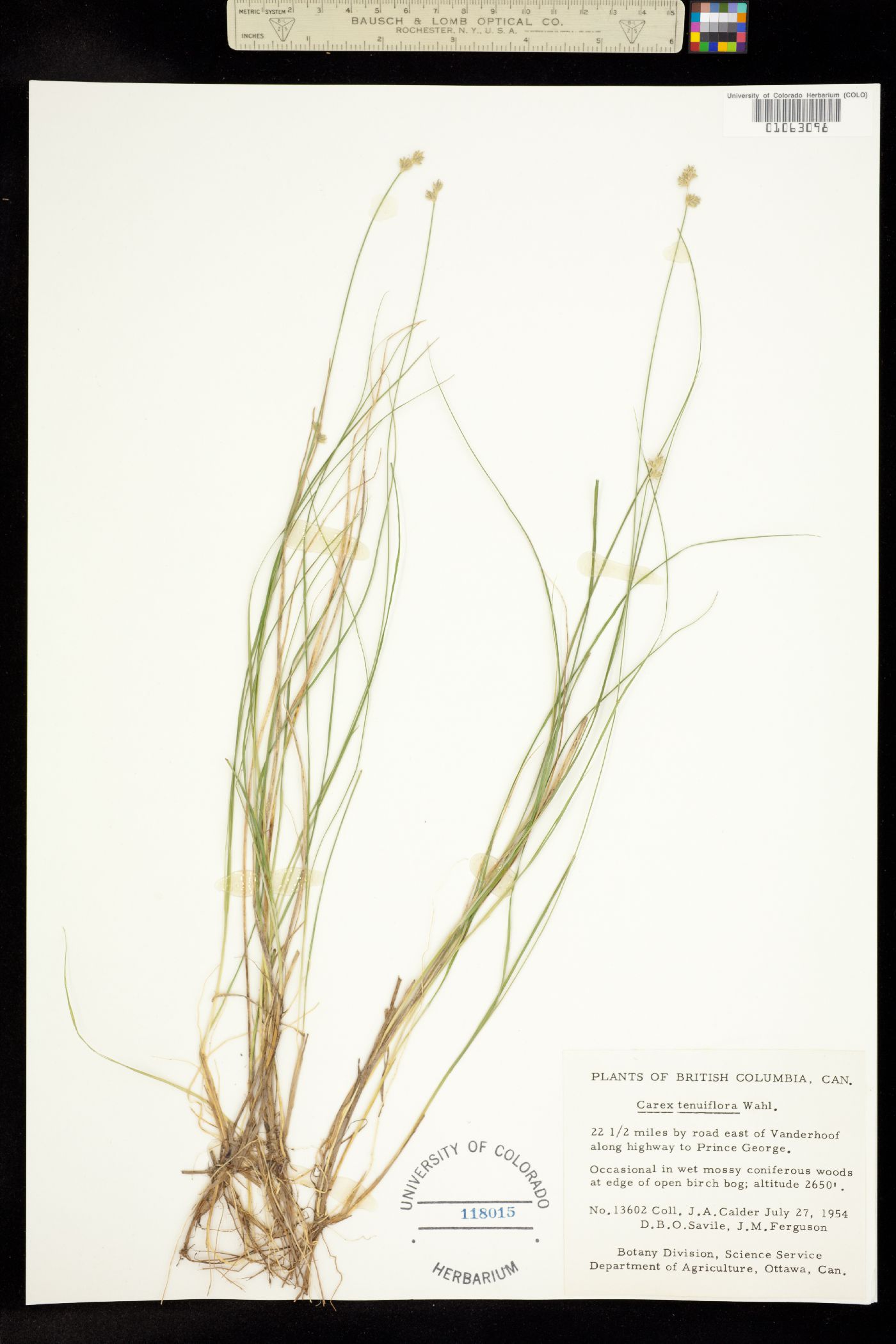 Carex tenuiflora image