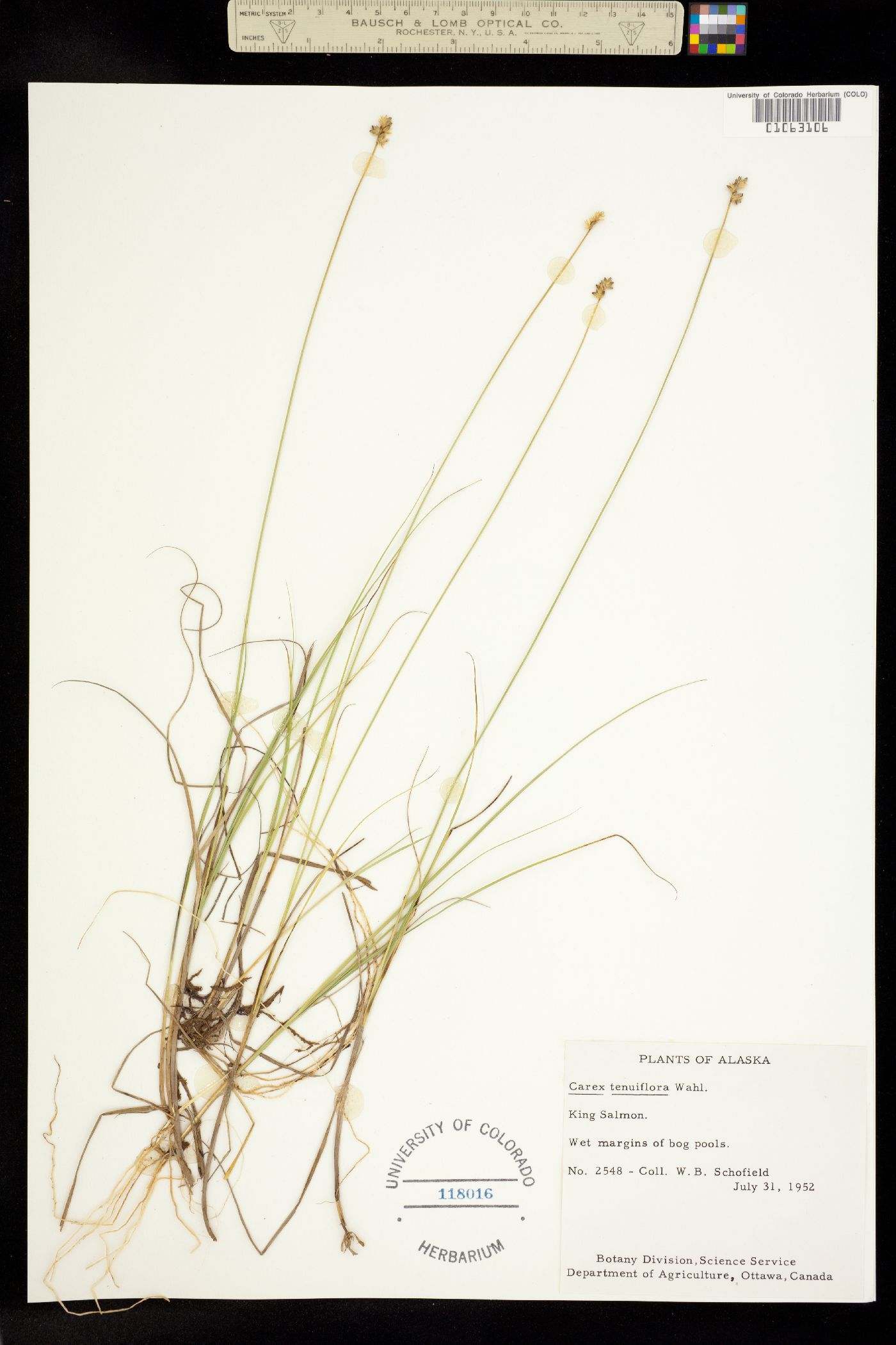 Carex tenuiflora image