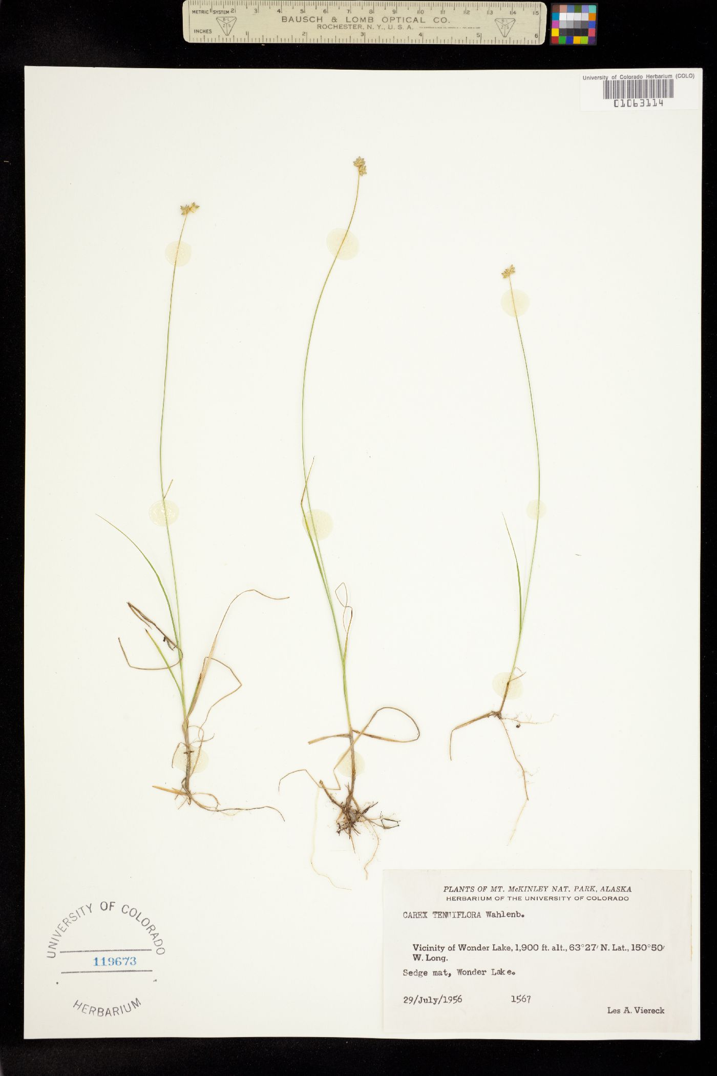 Carex tenuiflora image