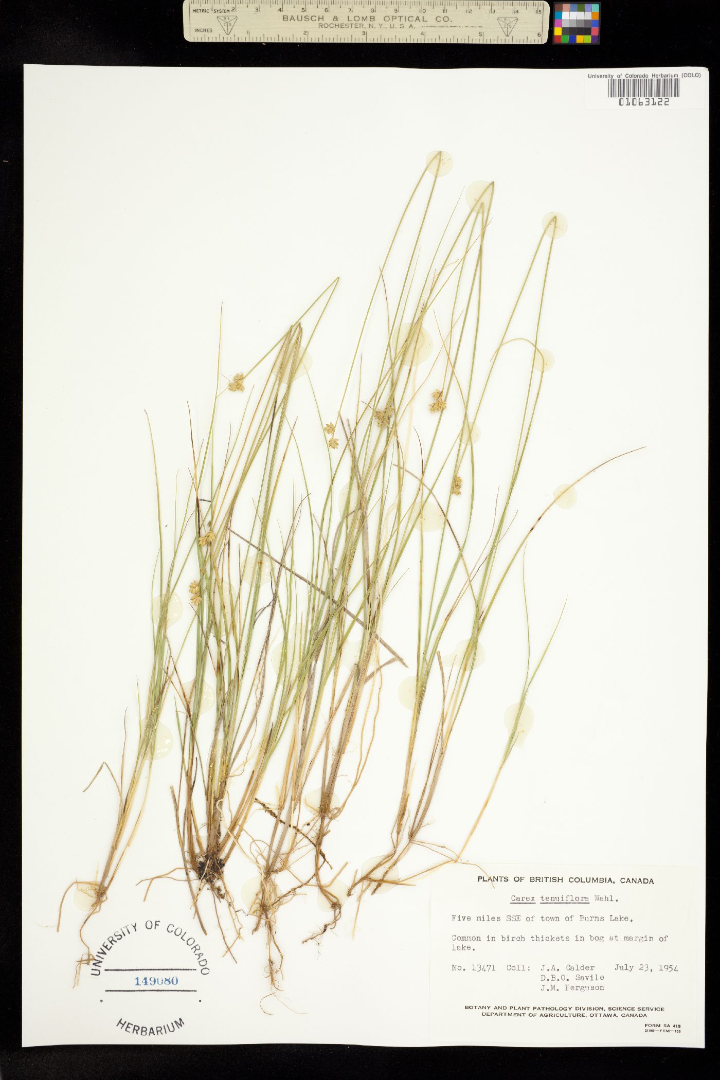 Carex tenuiflora image