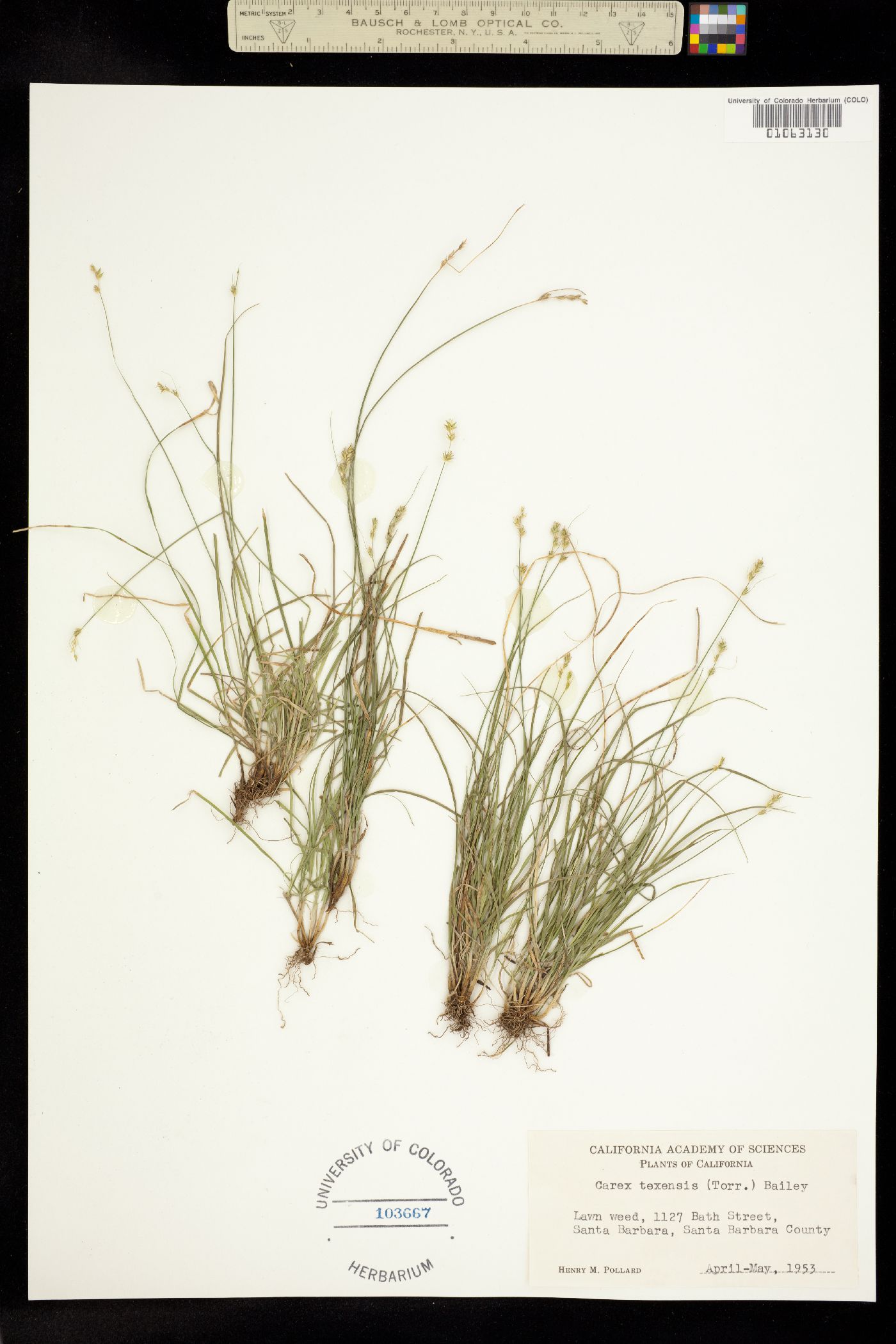 Carex texensis image