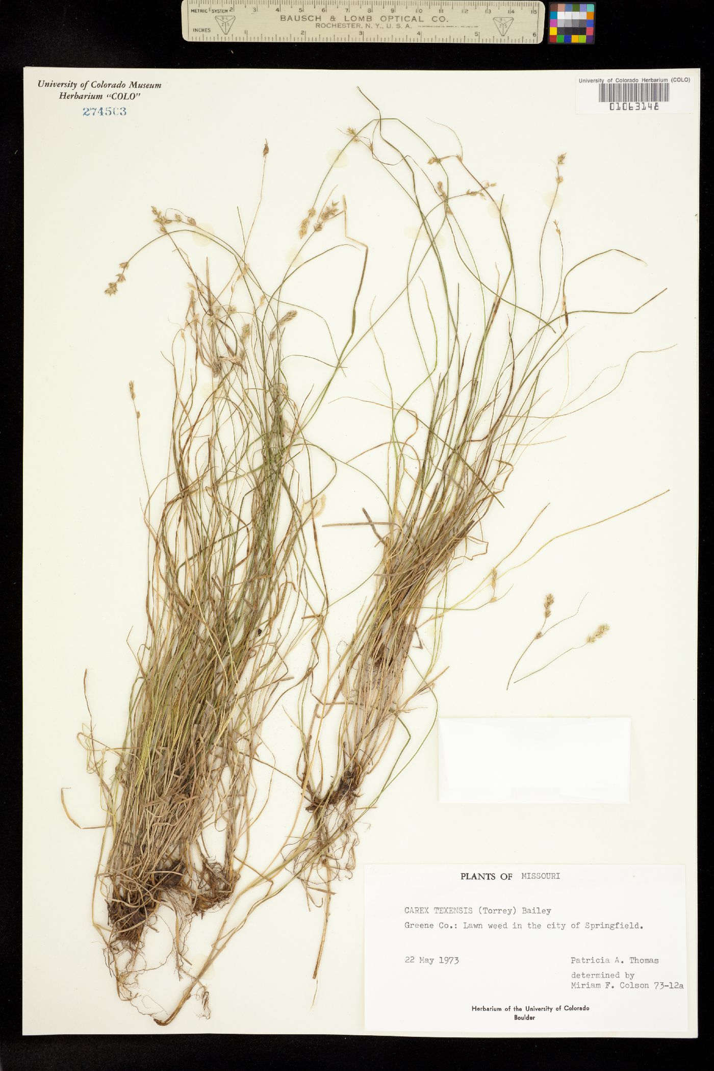 Carex texensis image