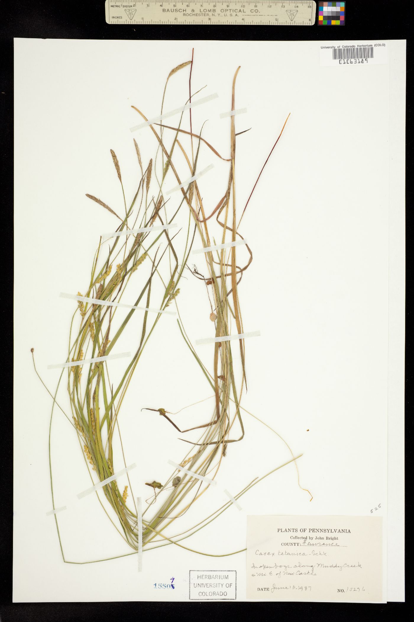 Carex tetanica image