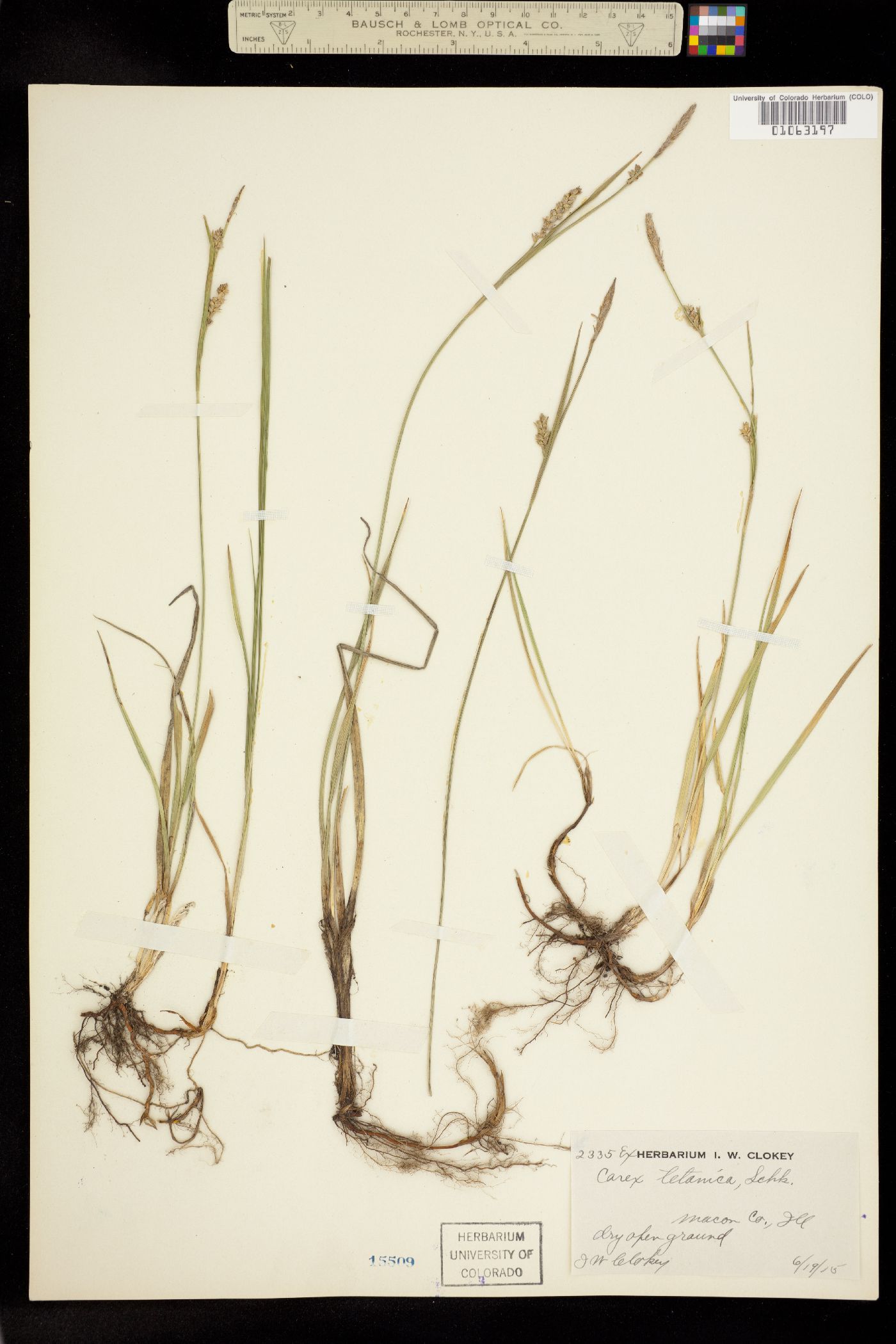 Carex tetanica image