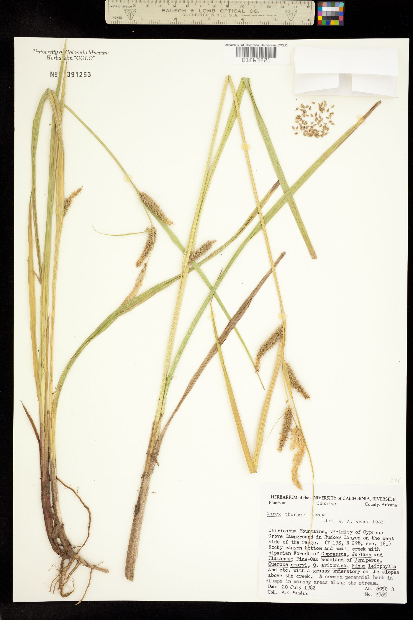 Carex thurberi image