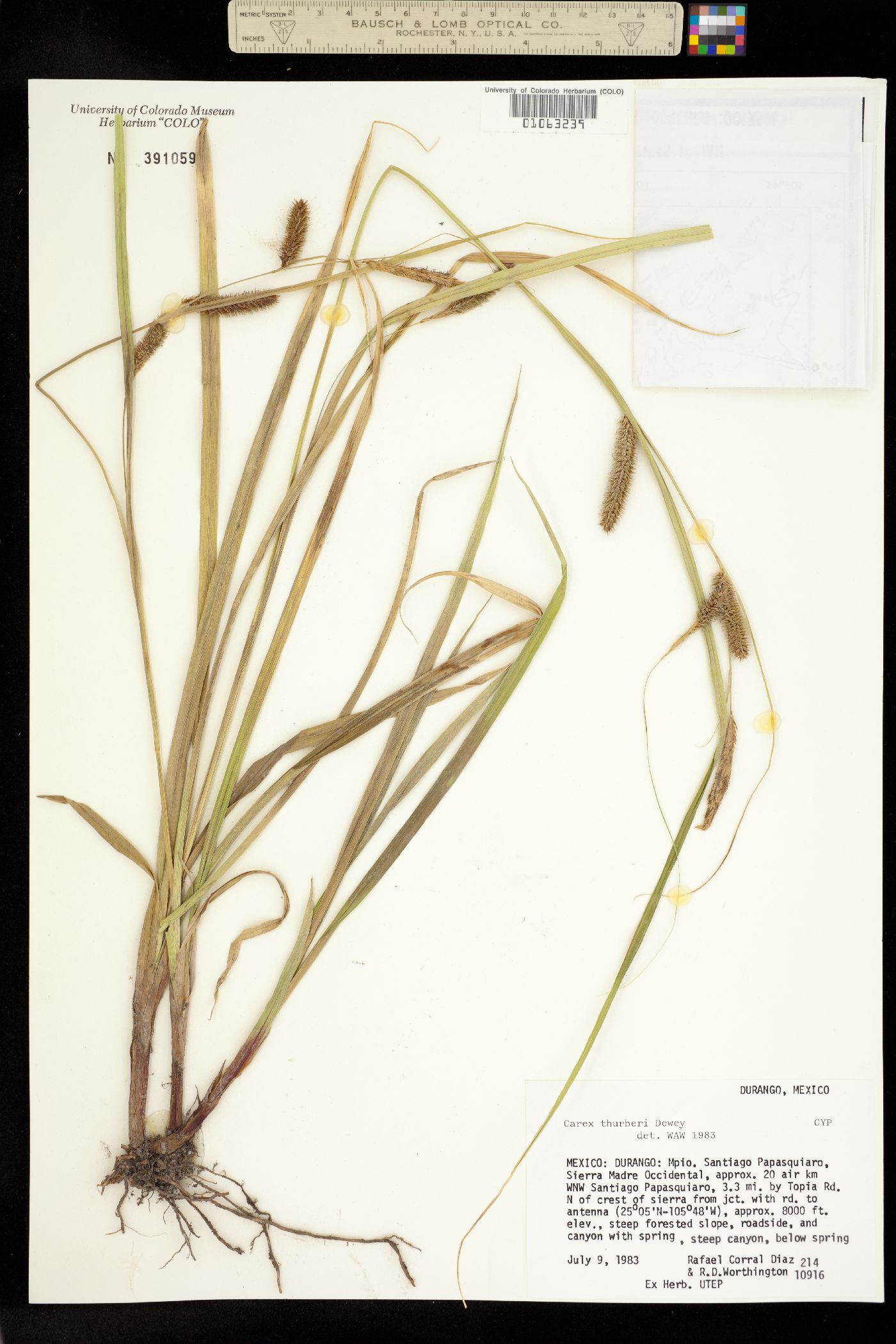 Carex thurberi image