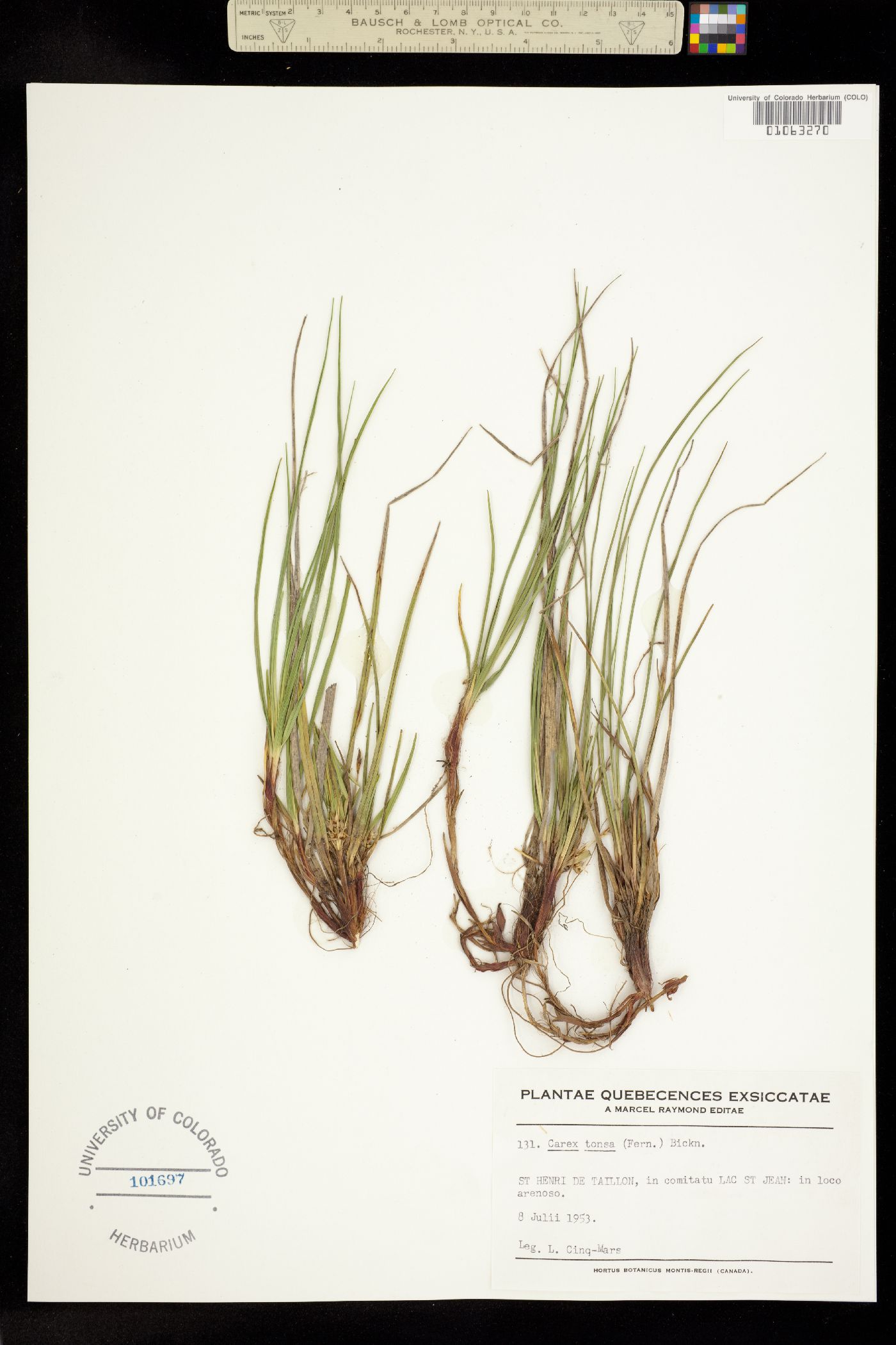 Carex tonsa image