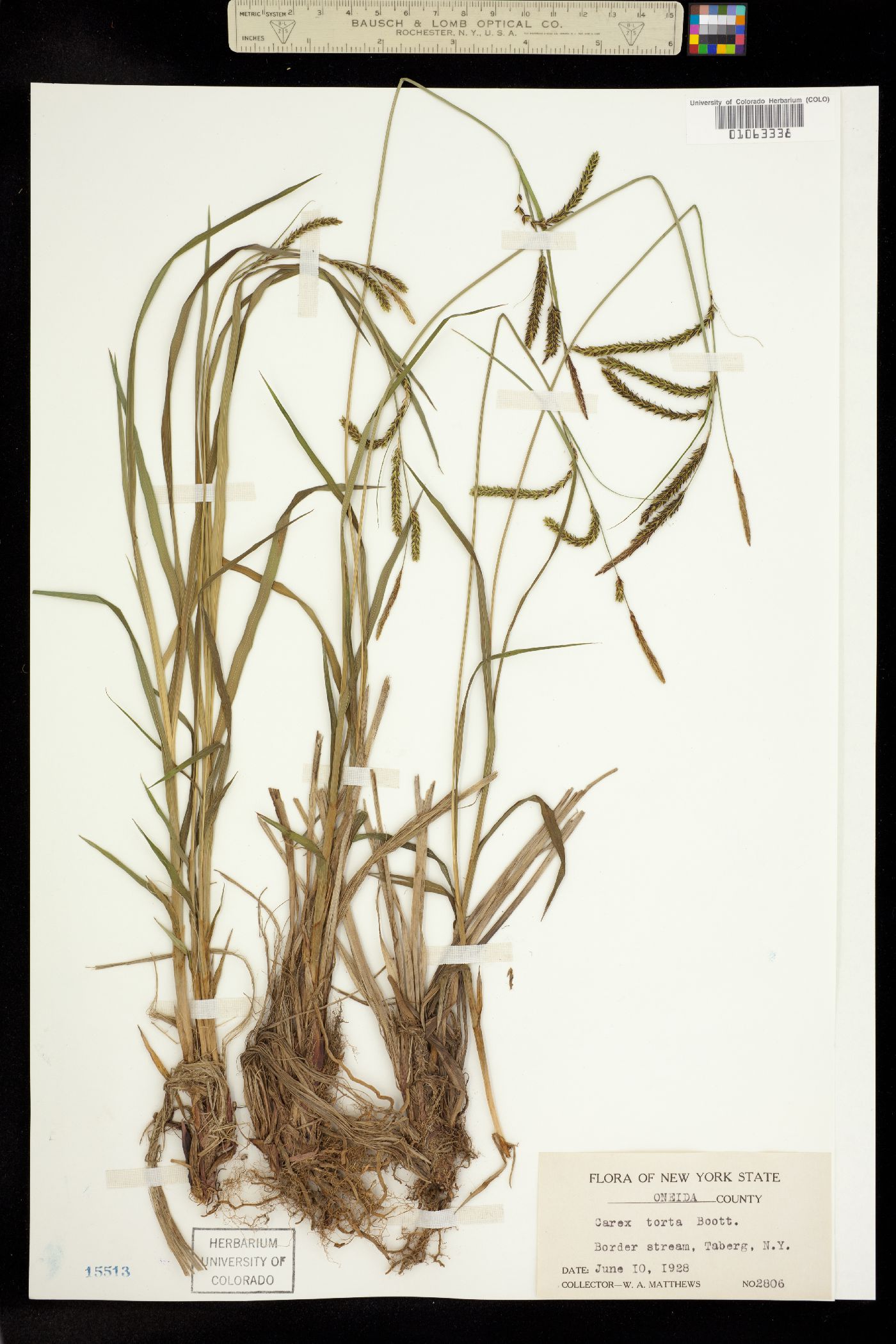 Carex torta image