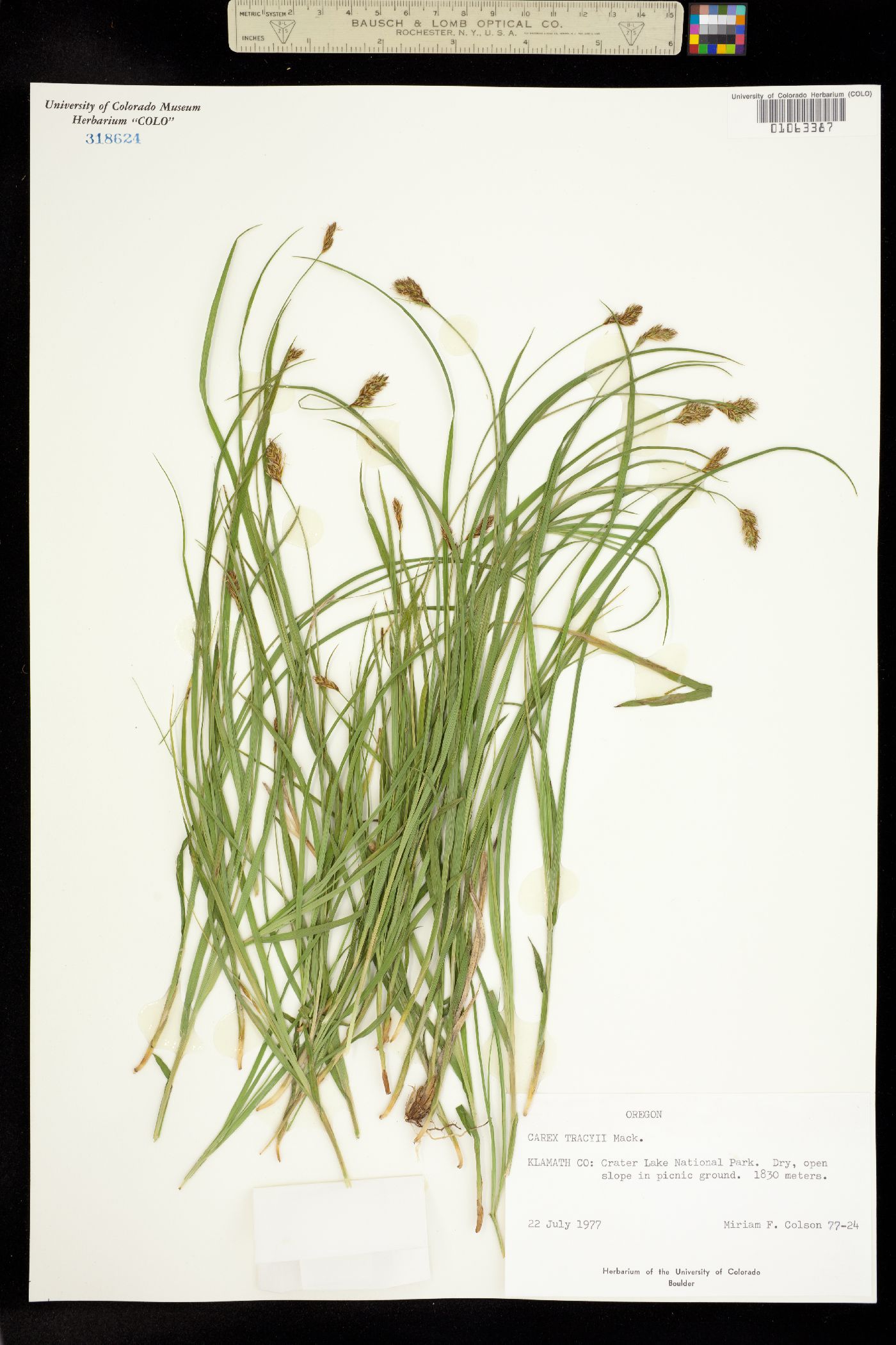 Carex ovalis image