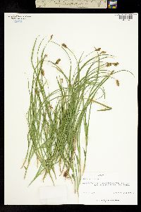 Carex tracyi image