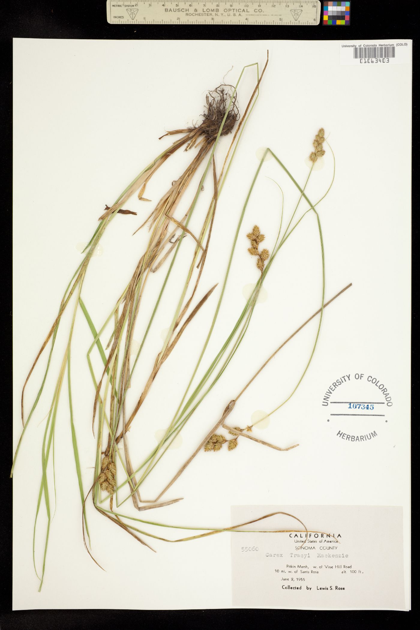 Carex ovalis image