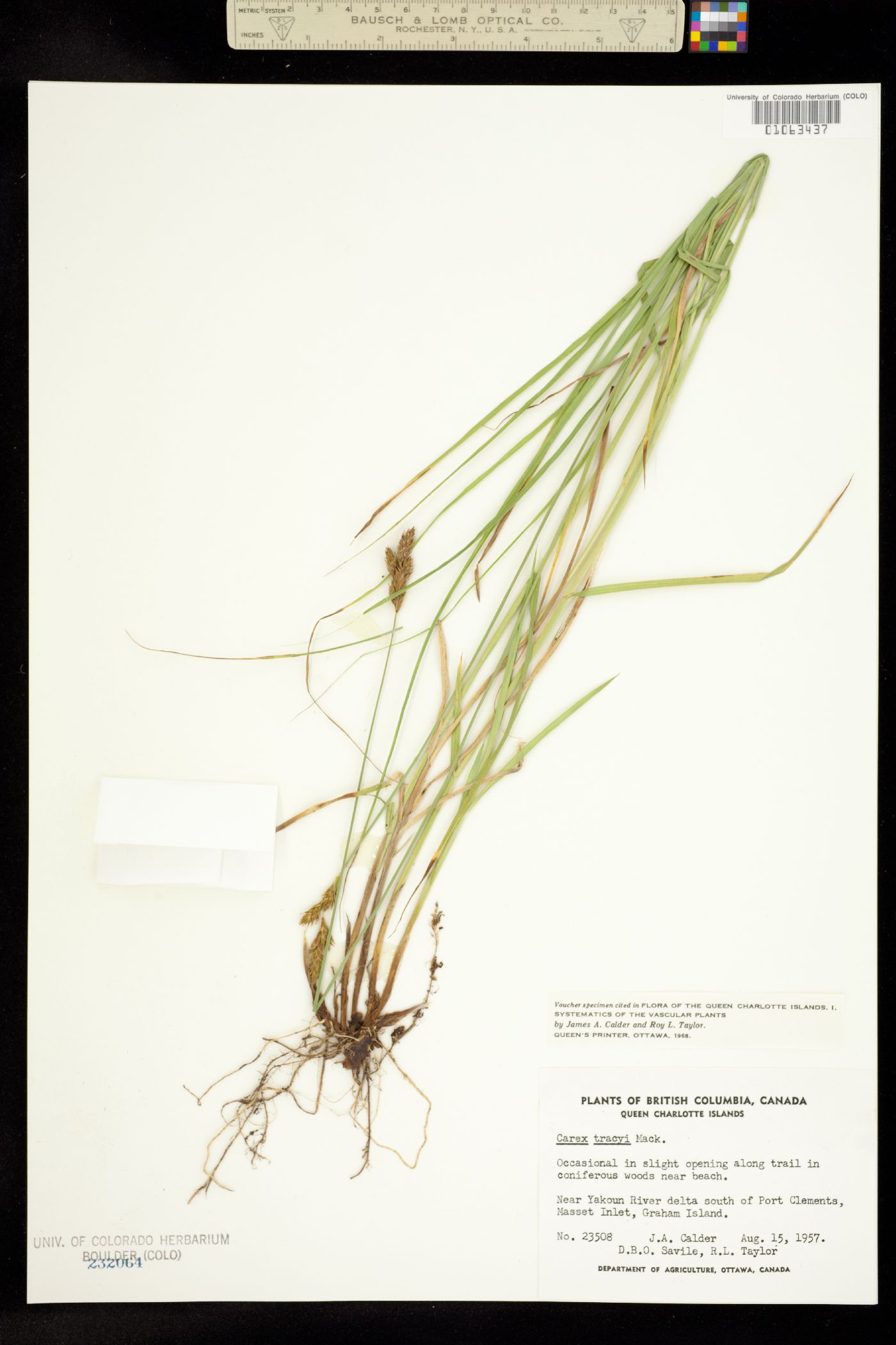 Carex ovalis image