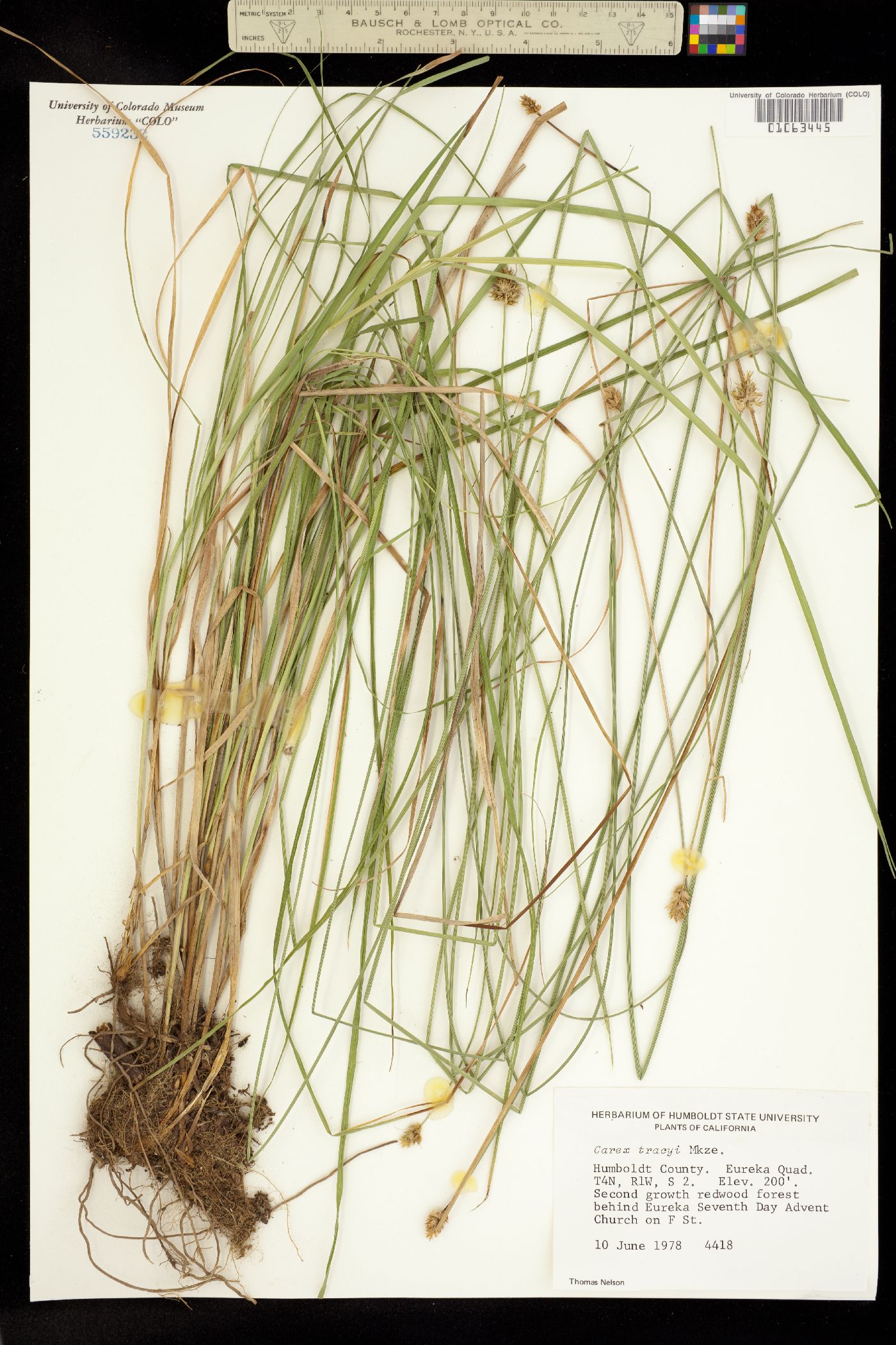 Carex ovalis image