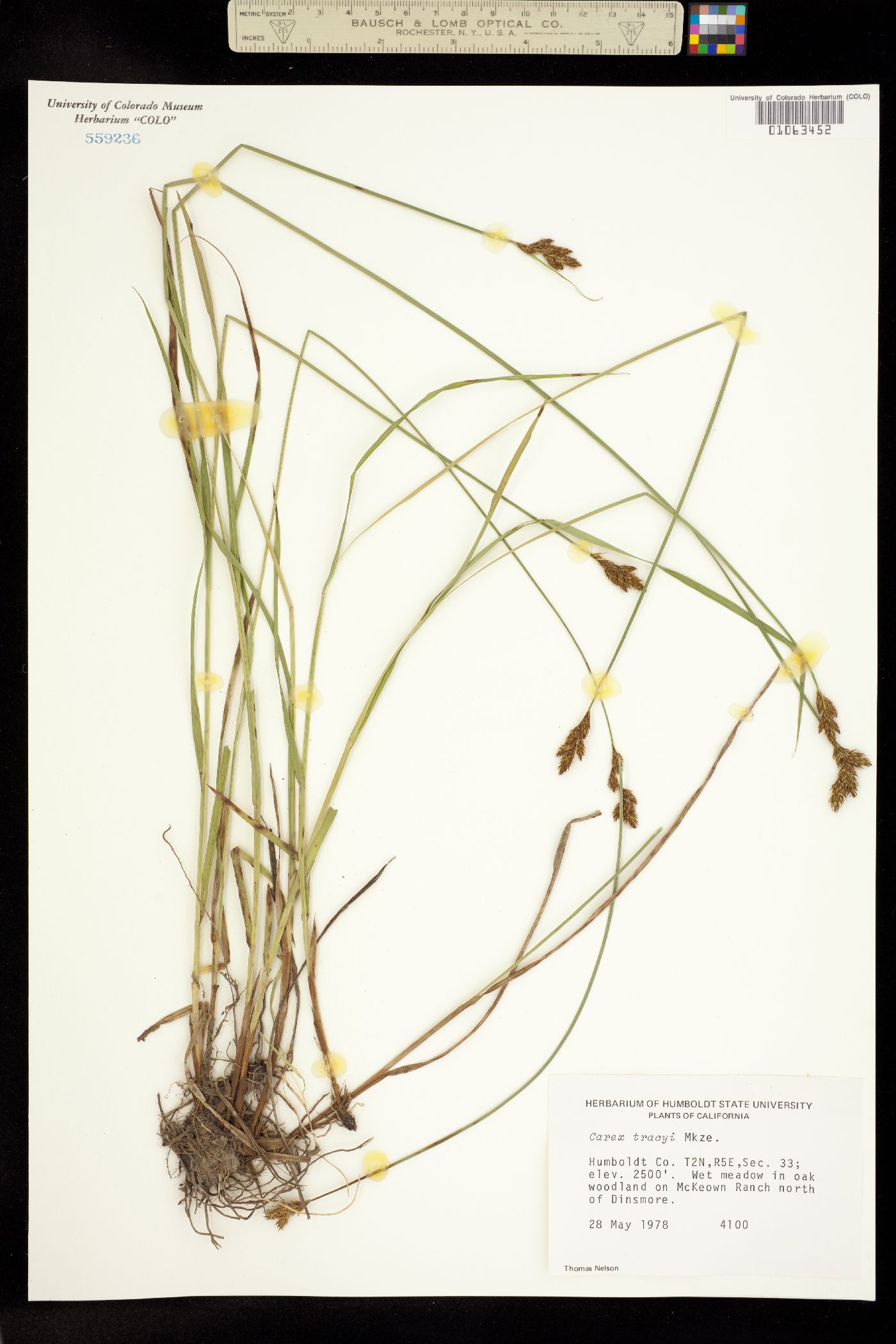 Carex tracyi image