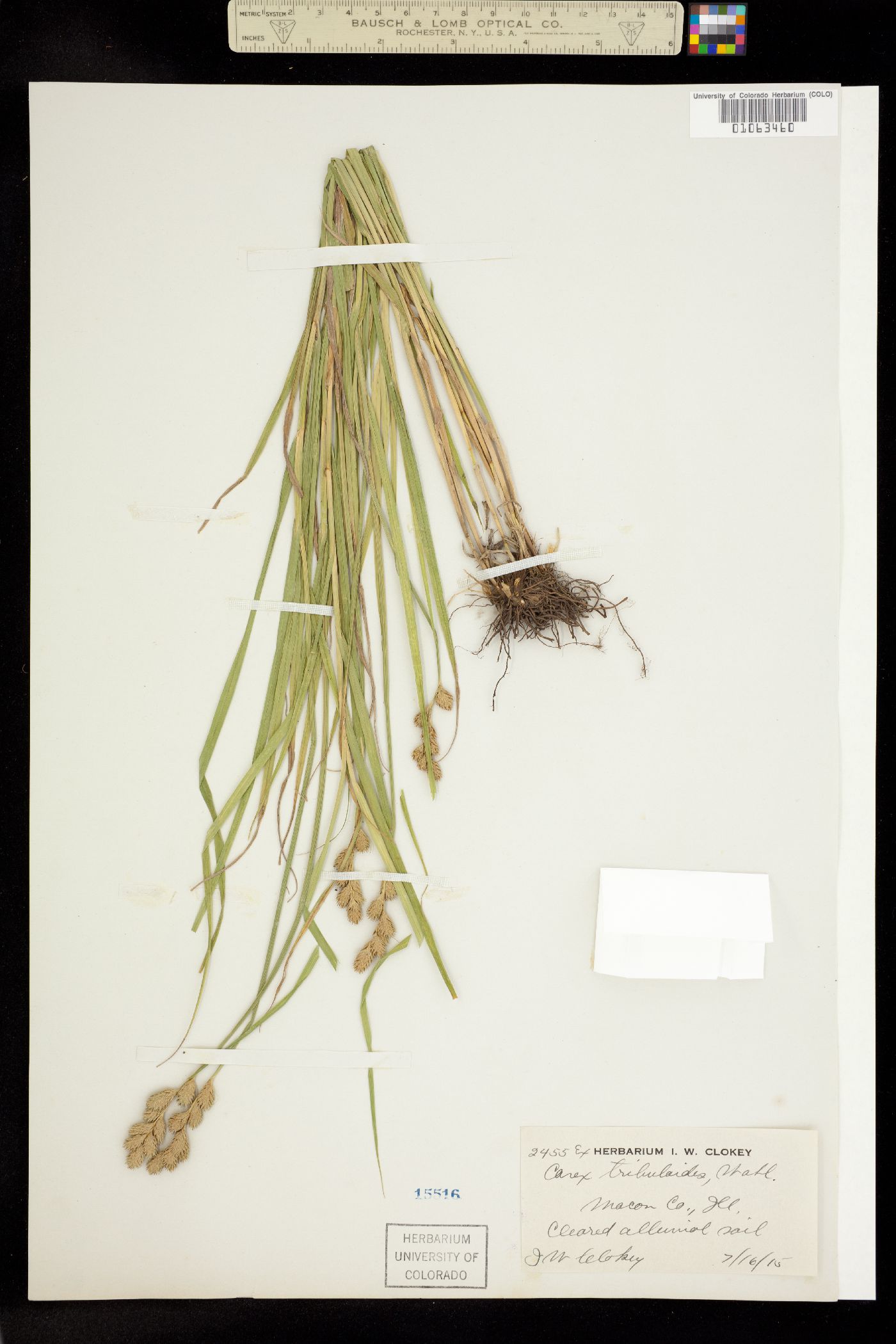 Carex tribuloides image