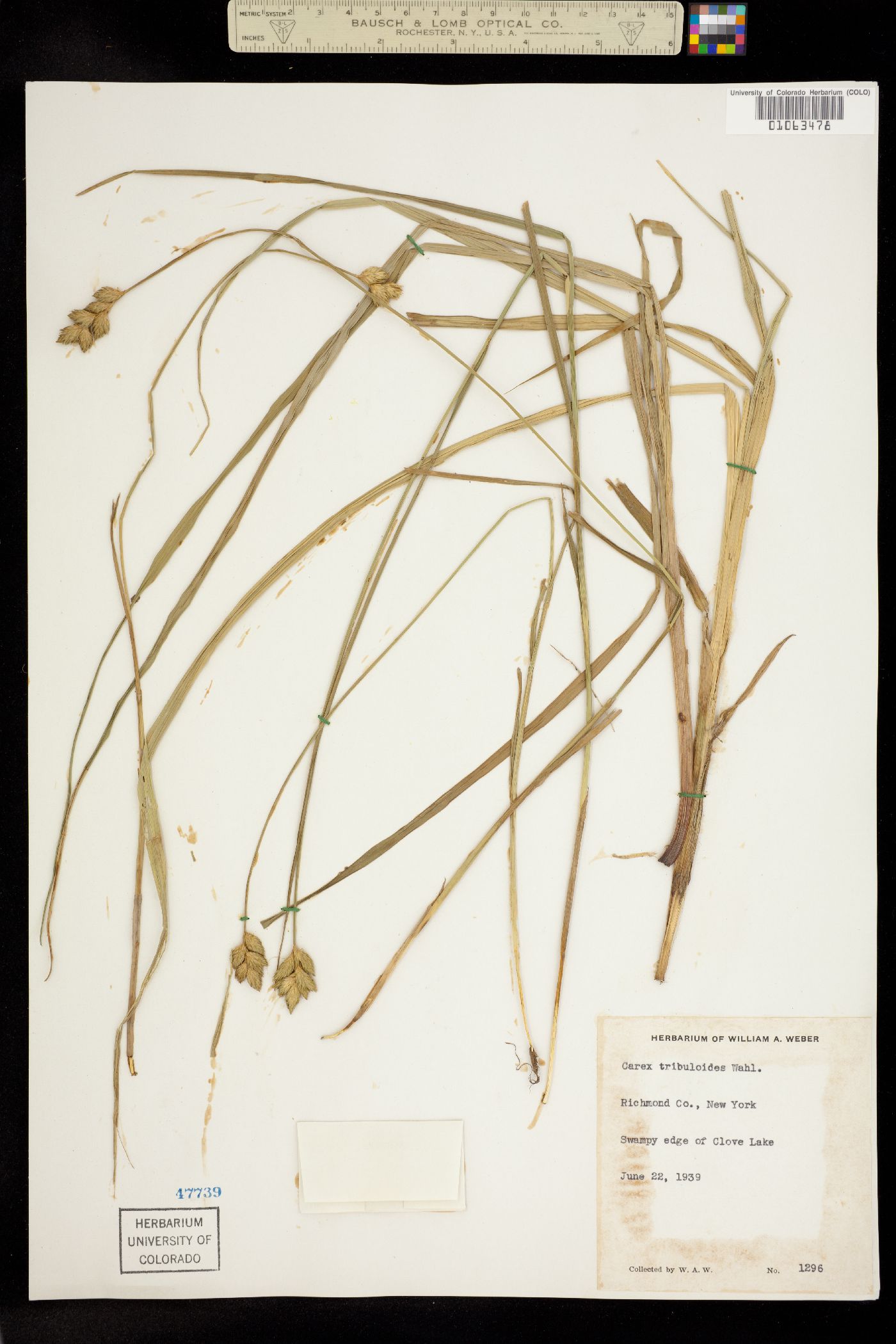 Carex tribuloides image