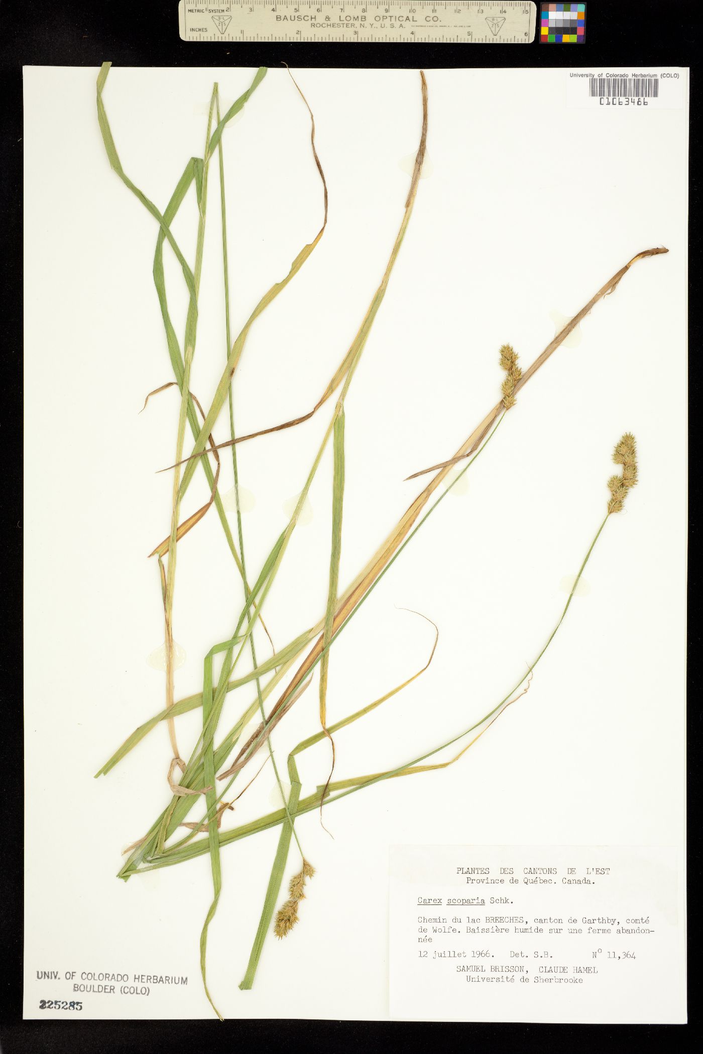 Carex tribuloides image