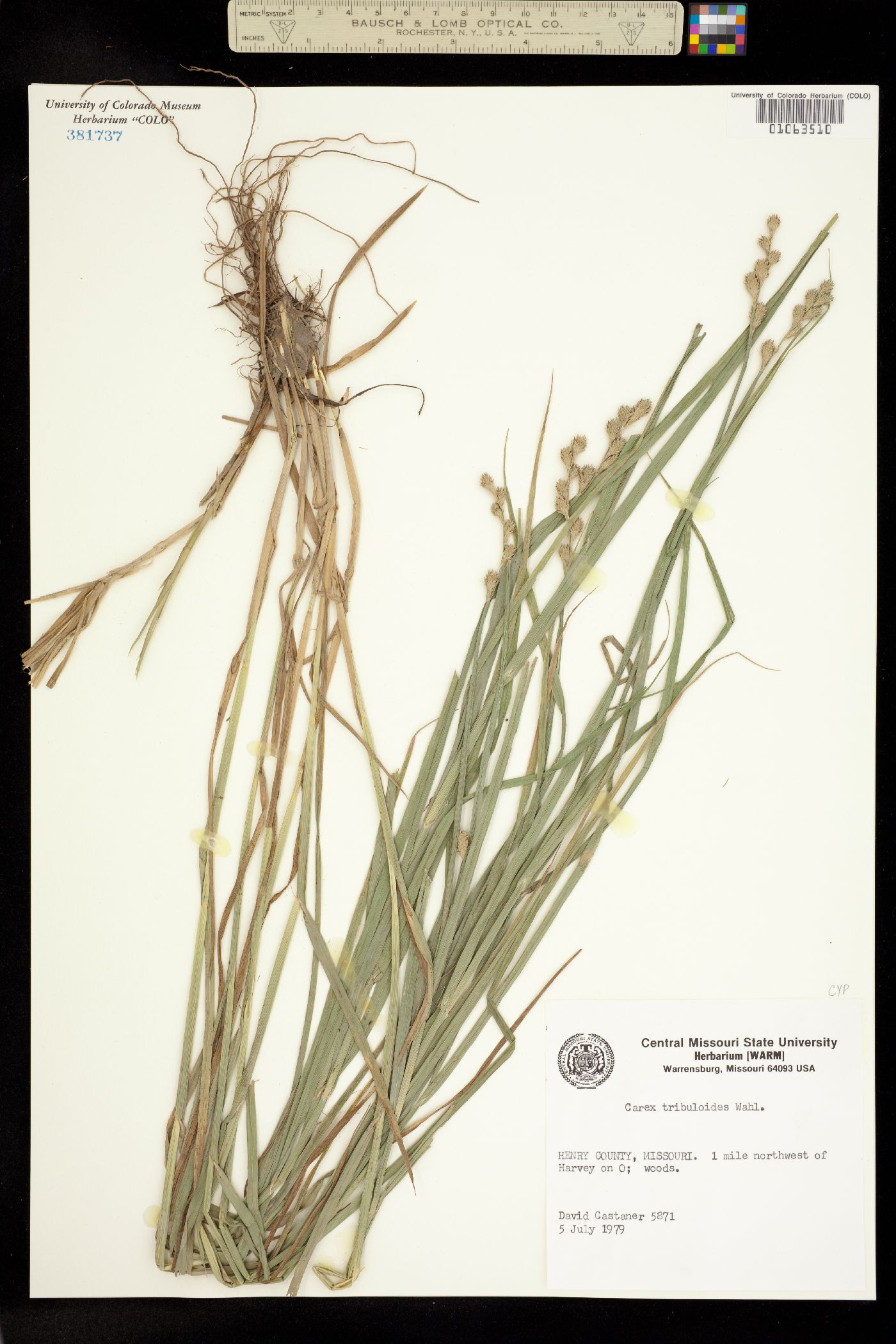 Carex tribuloides image