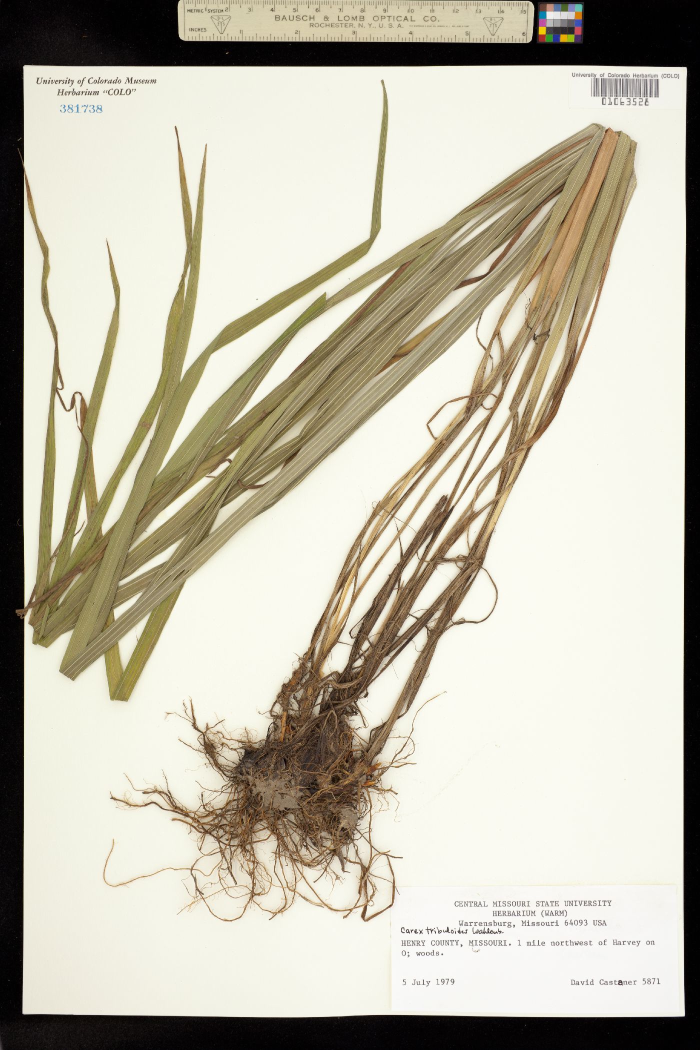 Carex tribuloides image