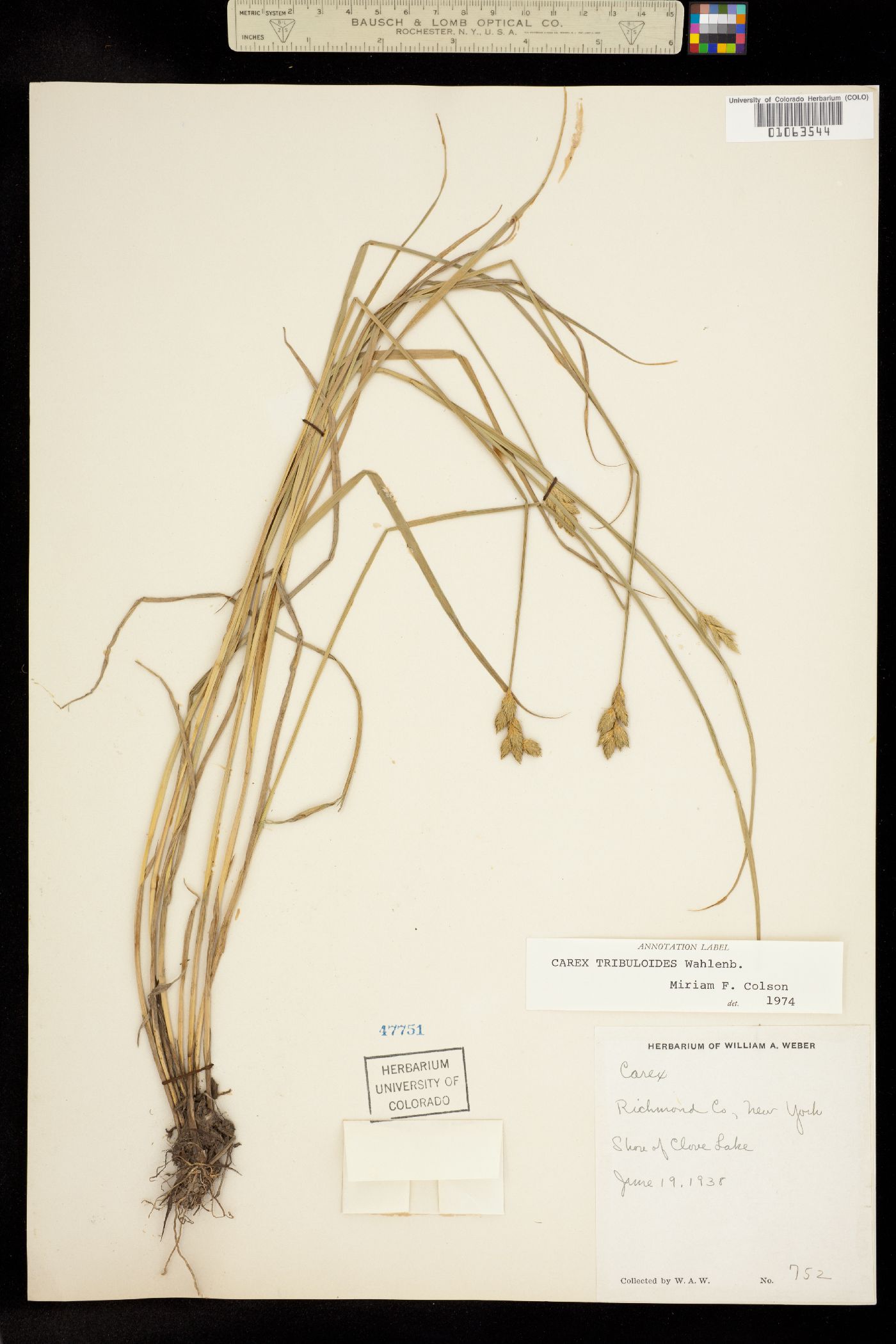 Carex tribuloides image