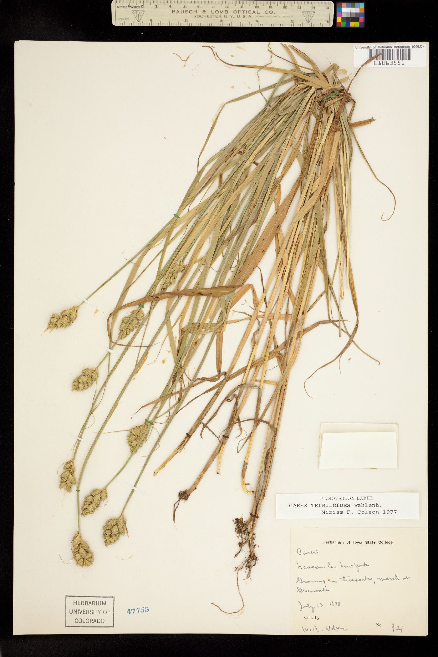 Carex tribuloides image
