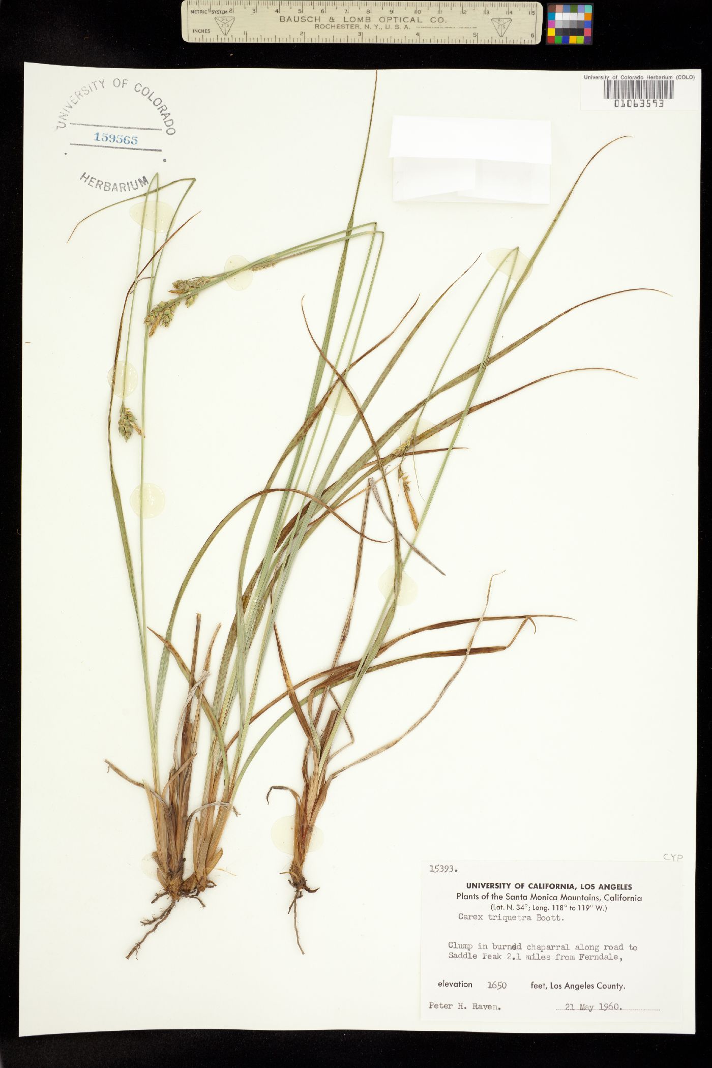 Carex triquetra image