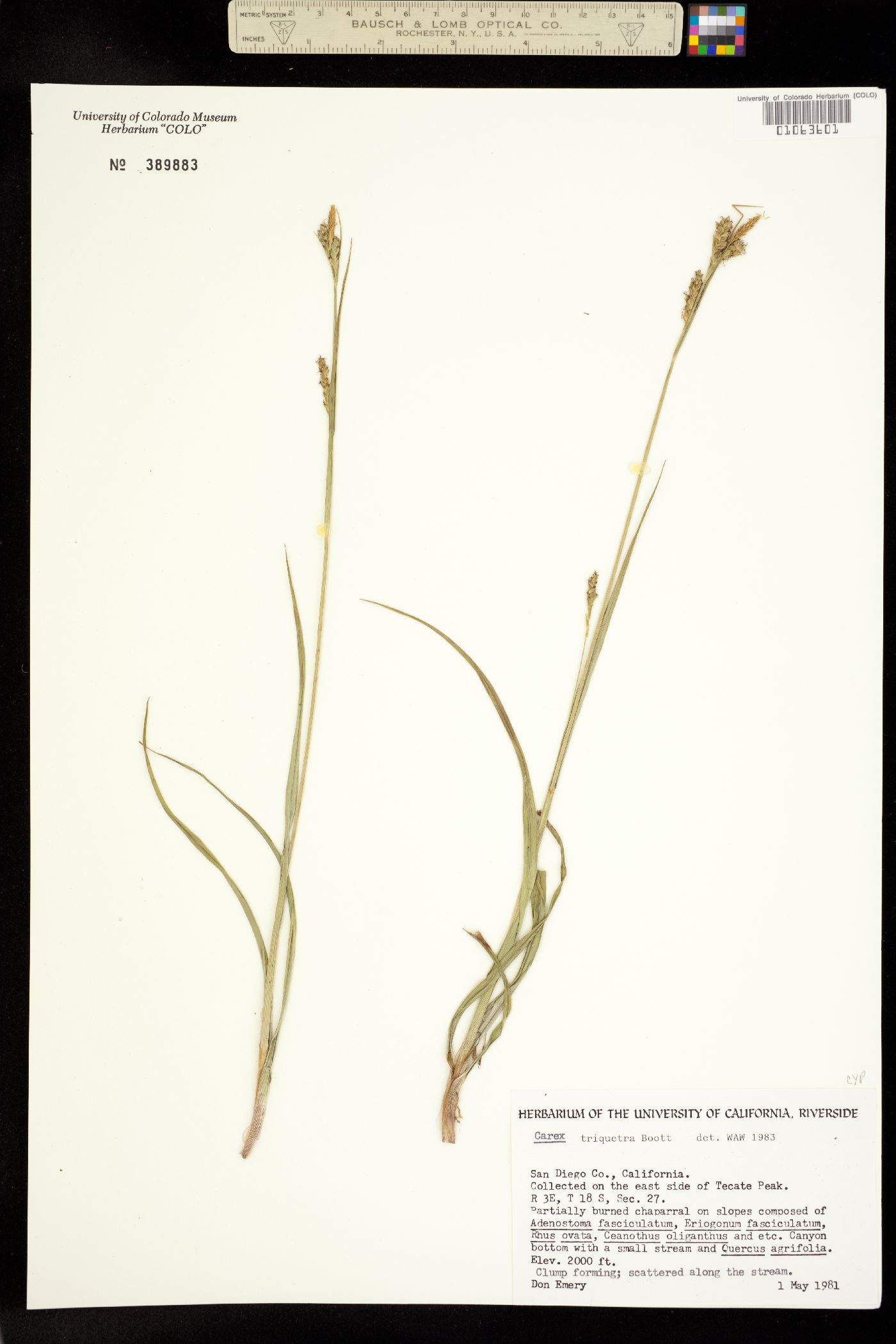 Carex triquetra image